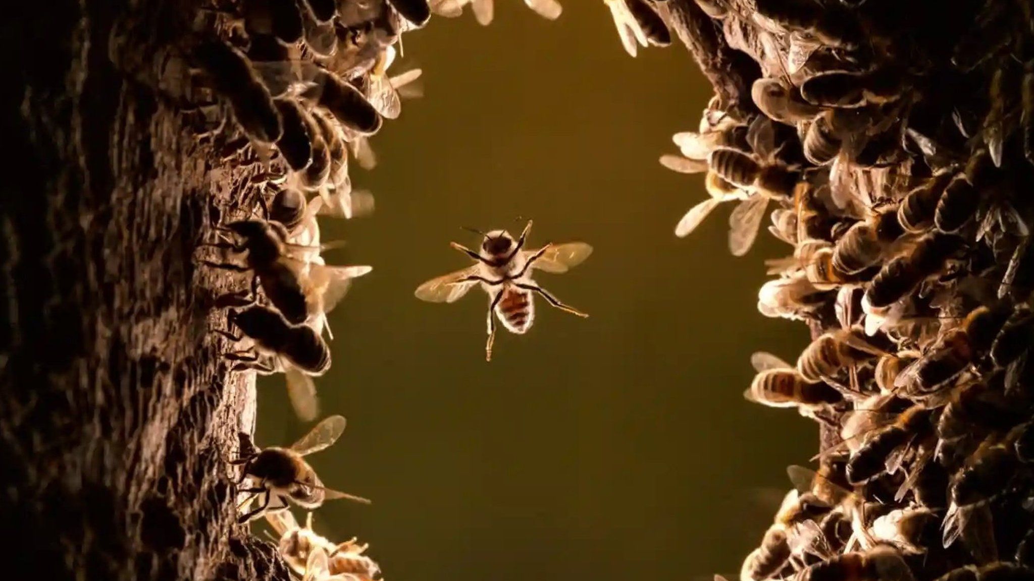 Honeybees colonise a black woodpecker nest cavity.
