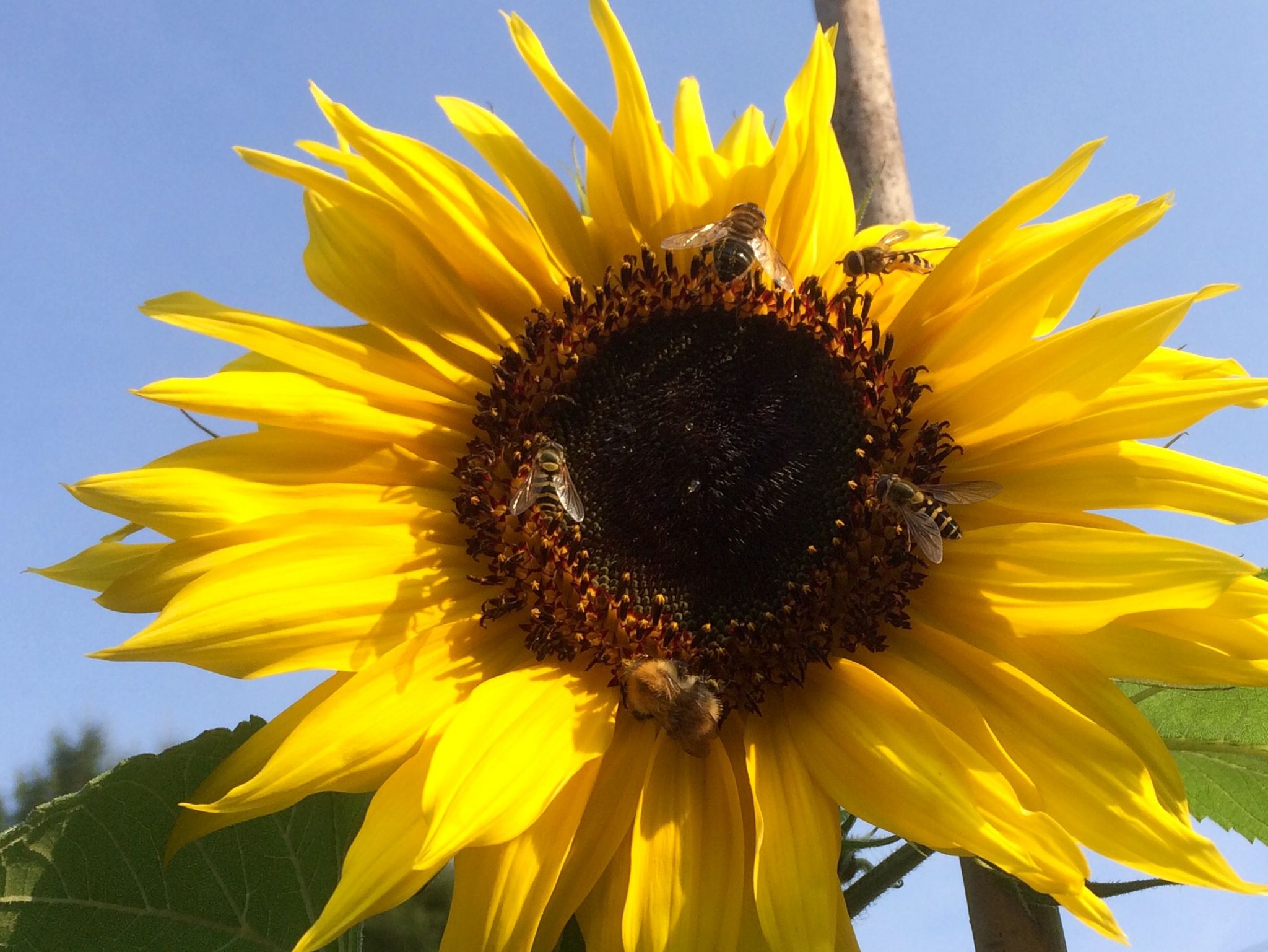 Sunflower