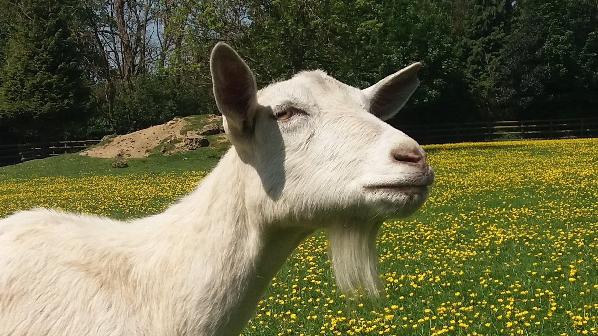Wild Goats Flock To Llandudno In Bad Weather Bbc News 6976