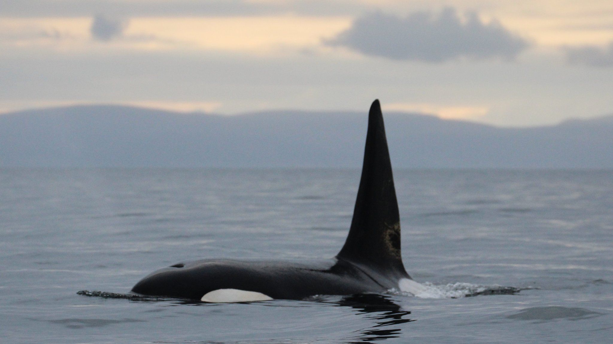 Orca off Findhorn