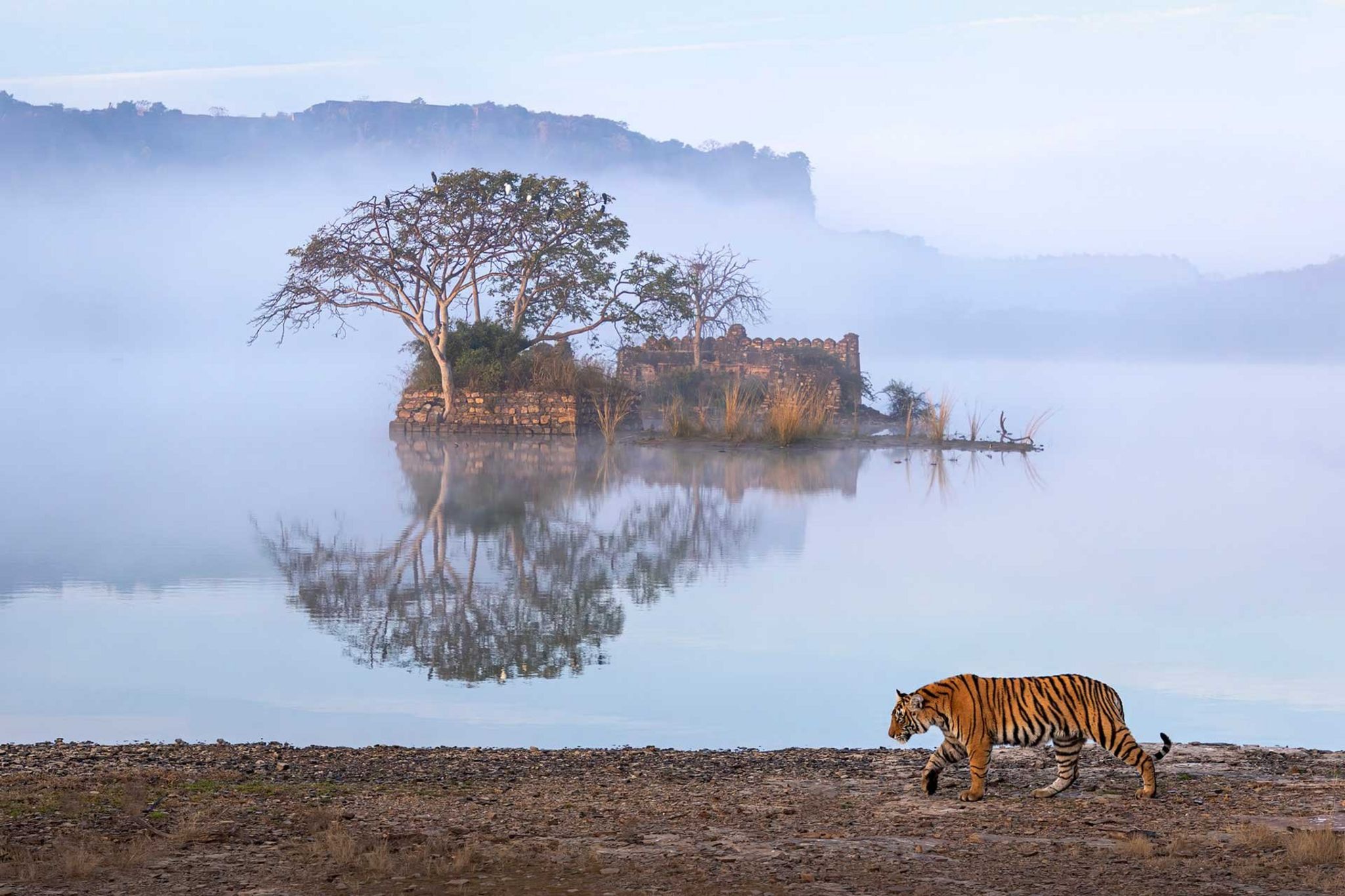 Тигр в национальном парке Рантхамбор, Раджастхан, Индия.