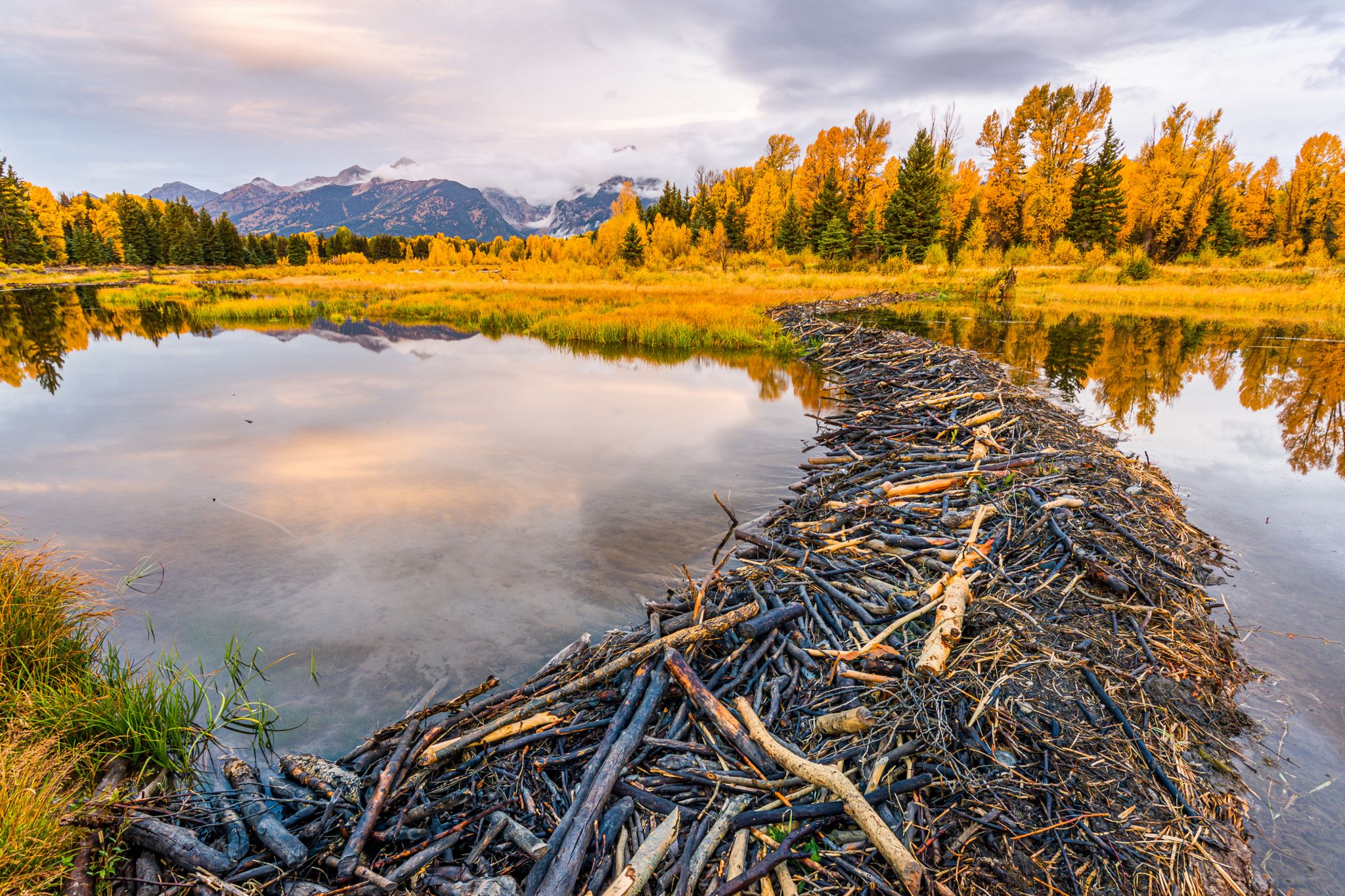 How beavers are reviving wetlands – Alsiasi