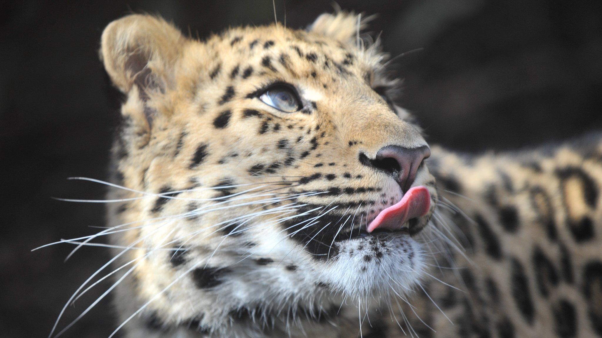 Amur leopard Arina