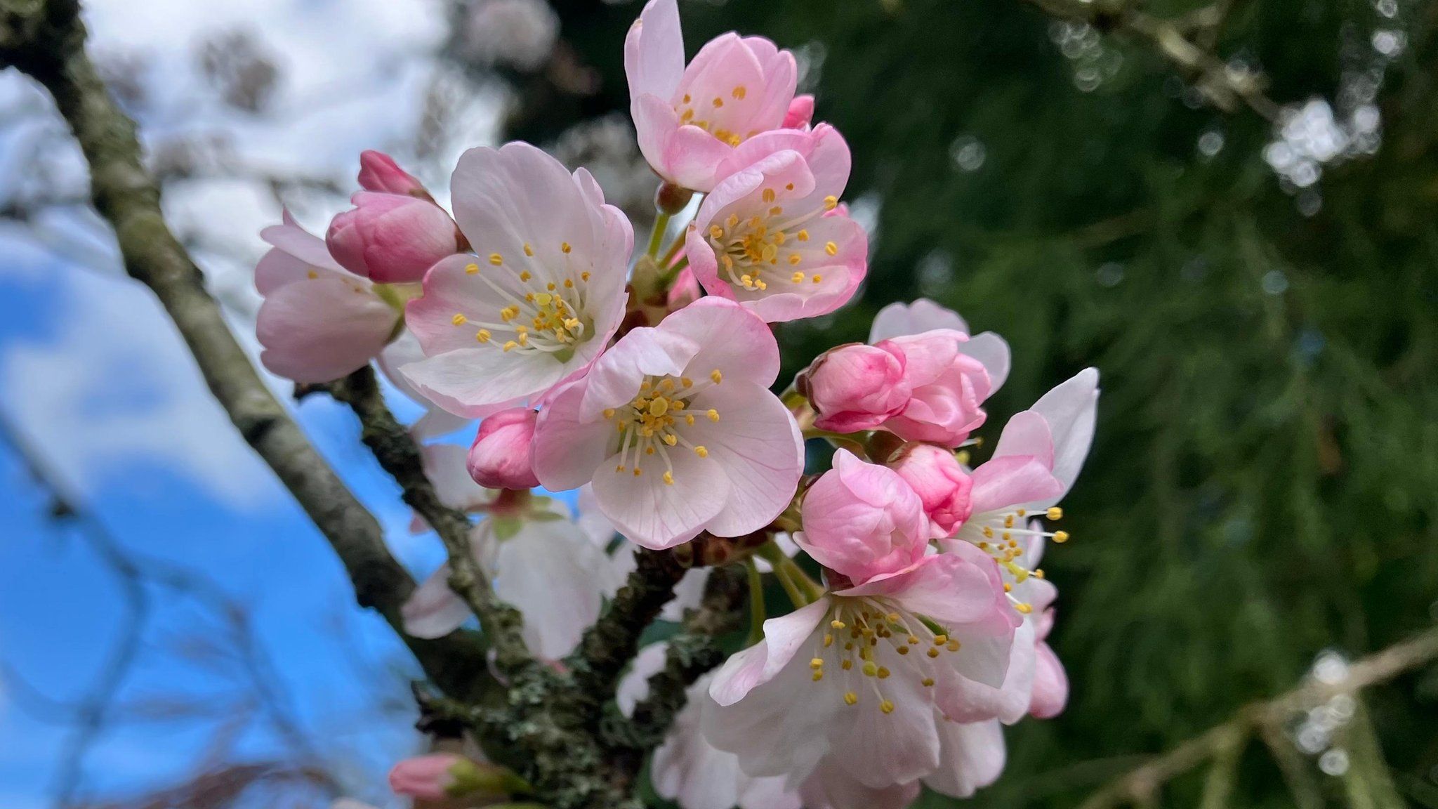 A clump of blossom on a tree branch in front of a blue sky with a tuft of cumulus cloud.