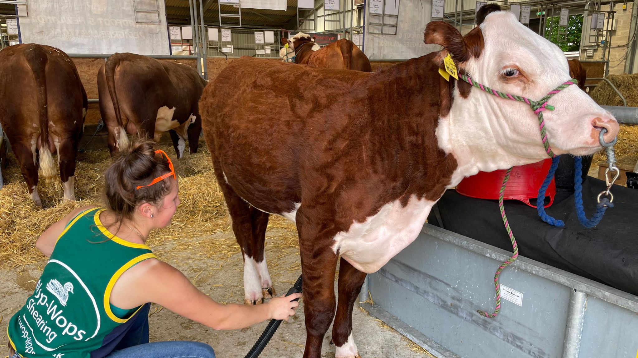 A woman using a hairdryer on a brown and white cow in preparation for a competitive class