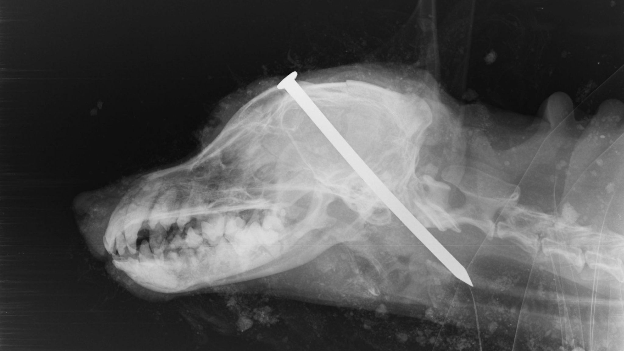 Dog X-ray