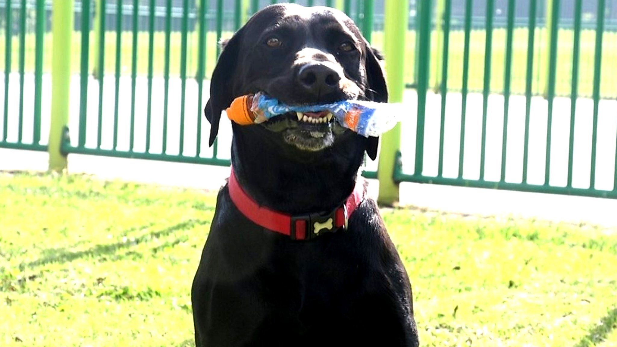Harley the dog holding a plastic bottle in his mouth