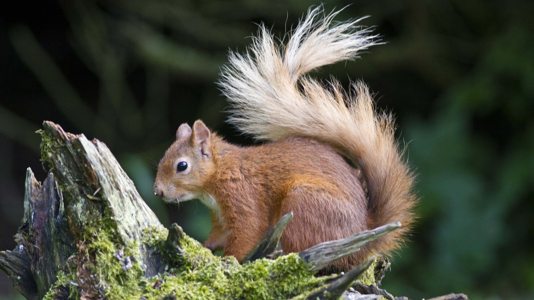 Red squirrel