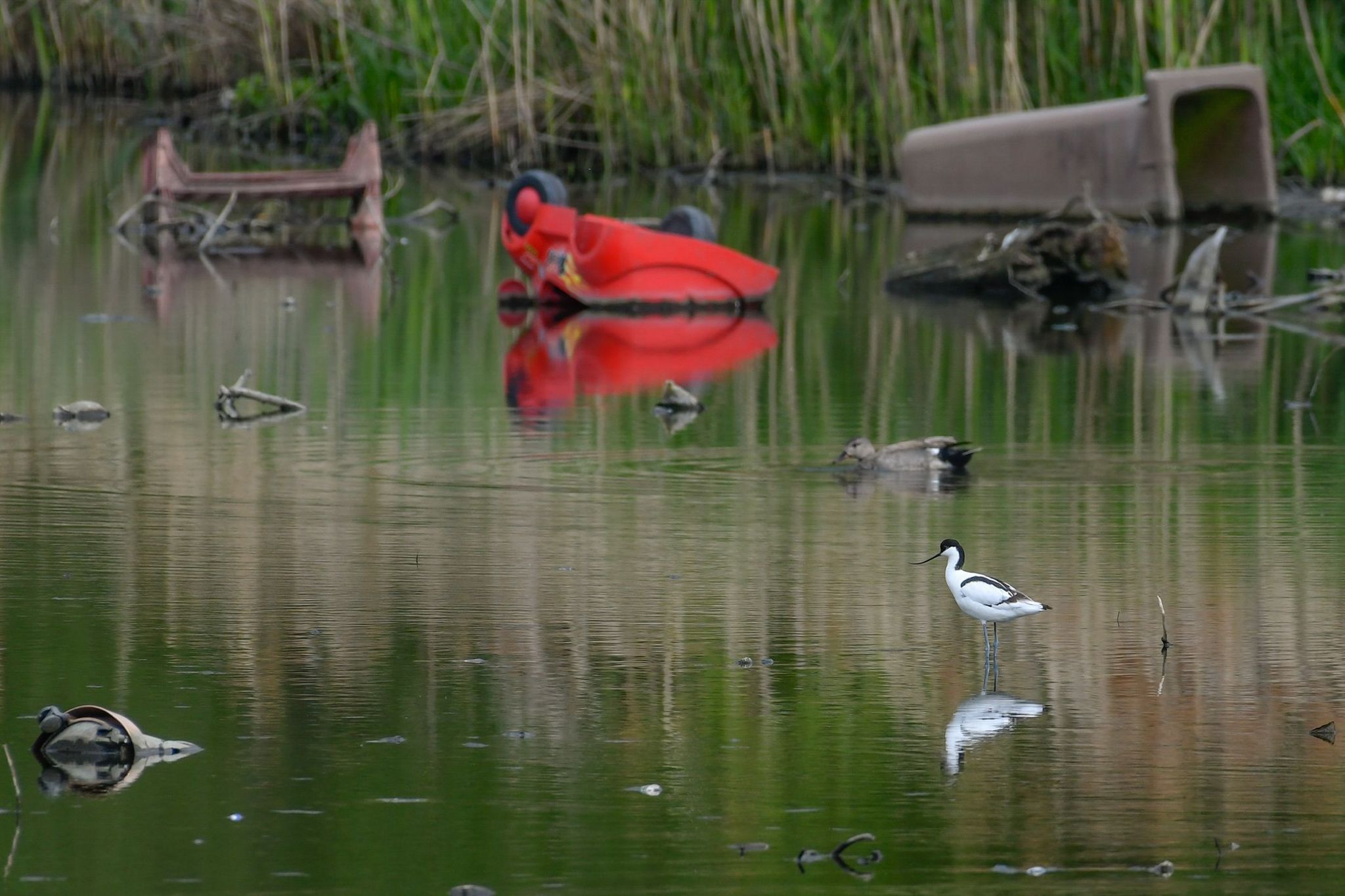 An avocet wades among the rubbish that can be seen in the drained reservoir