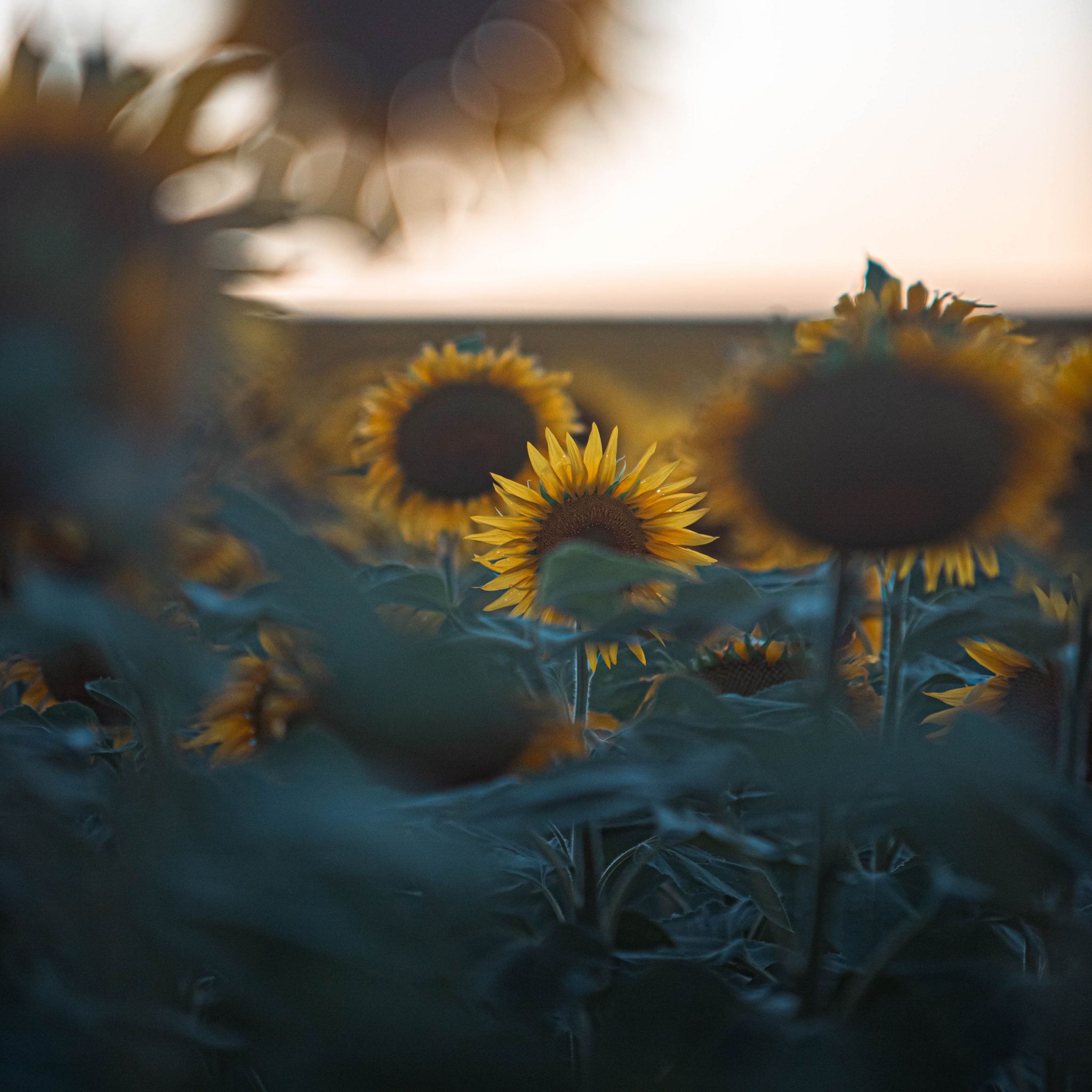 Sunflowers in a field at sunset