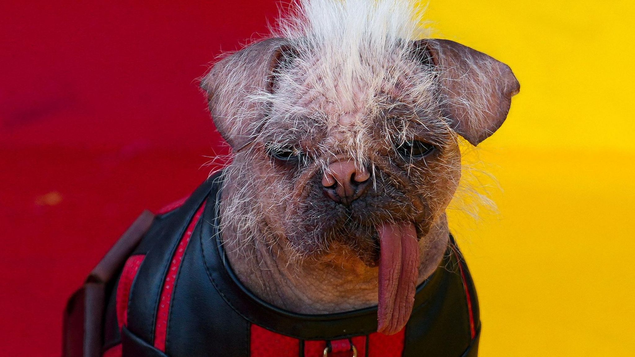 Pugese dog Peggy, with her tongue hanging out, wears a black and red superhero costume