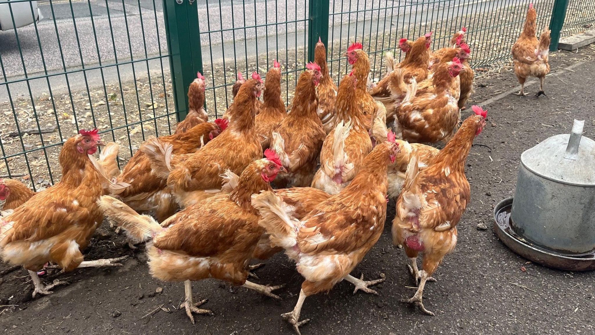 Hens at the collection point in Aylesford.