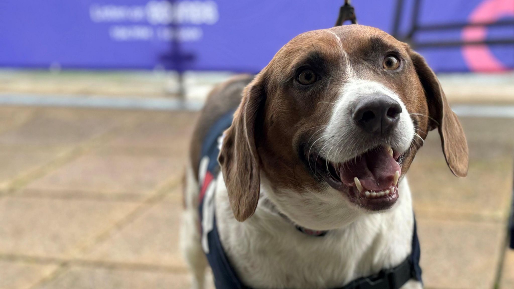 A dog wearing a blue vest 