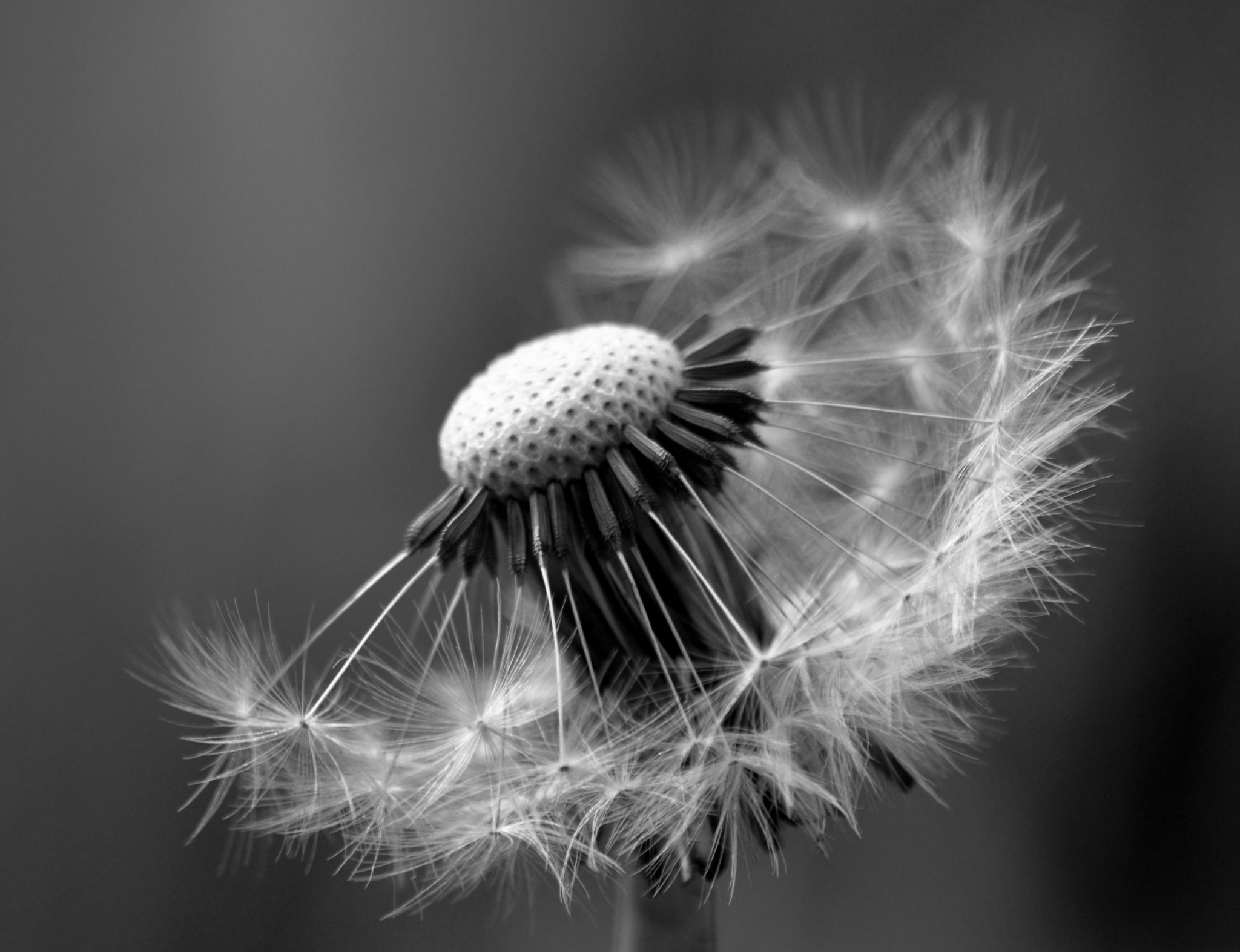 Black and white close up of a dandelion, which resembles a clock