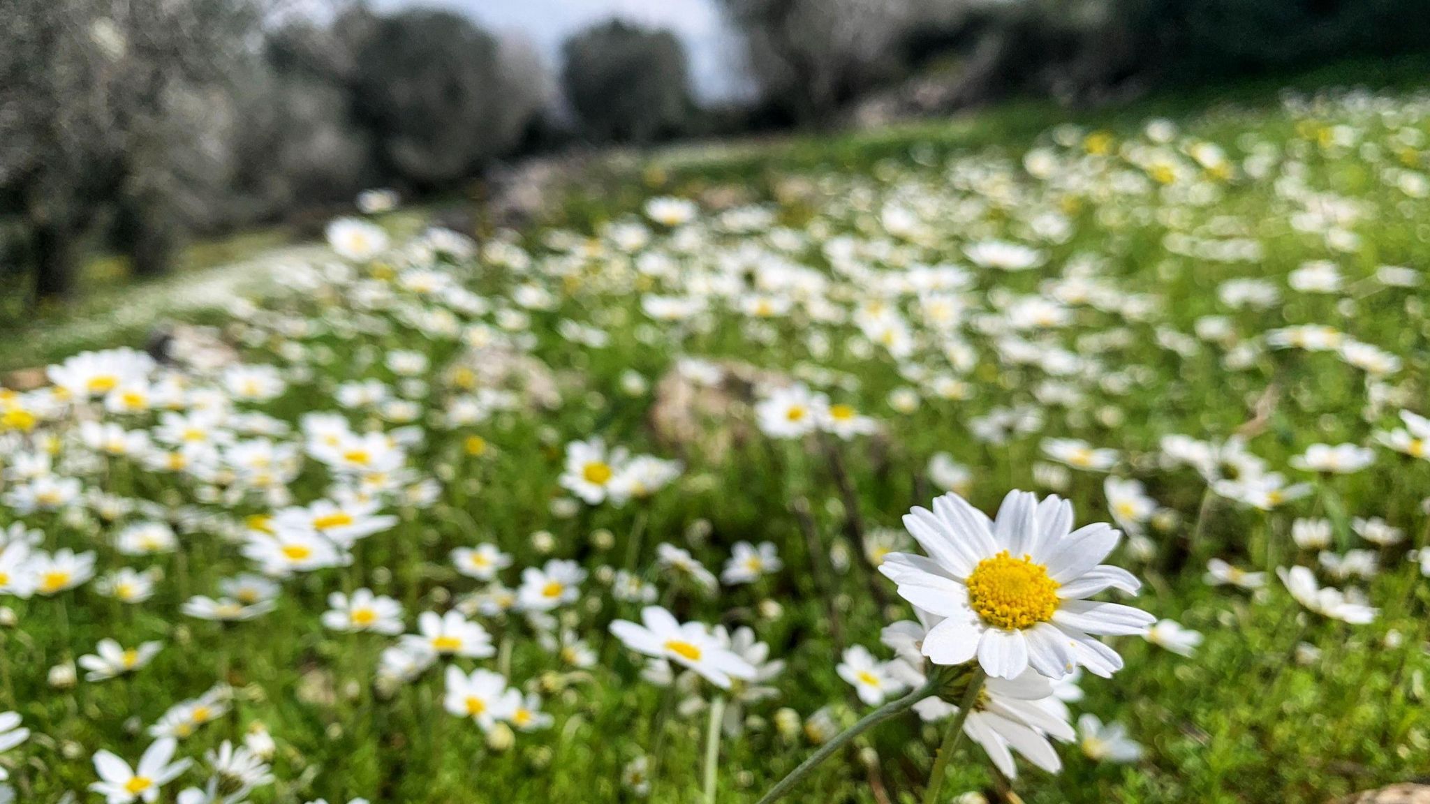 A field of flowers in Alma al-Shaab