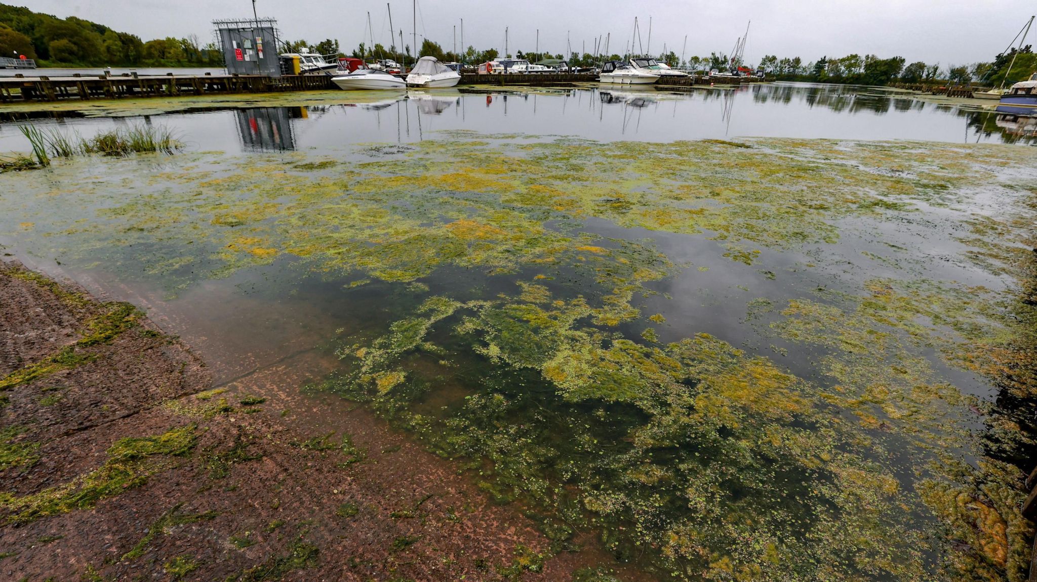 Blue-green algal blooms over the surface of Lough Neagh 