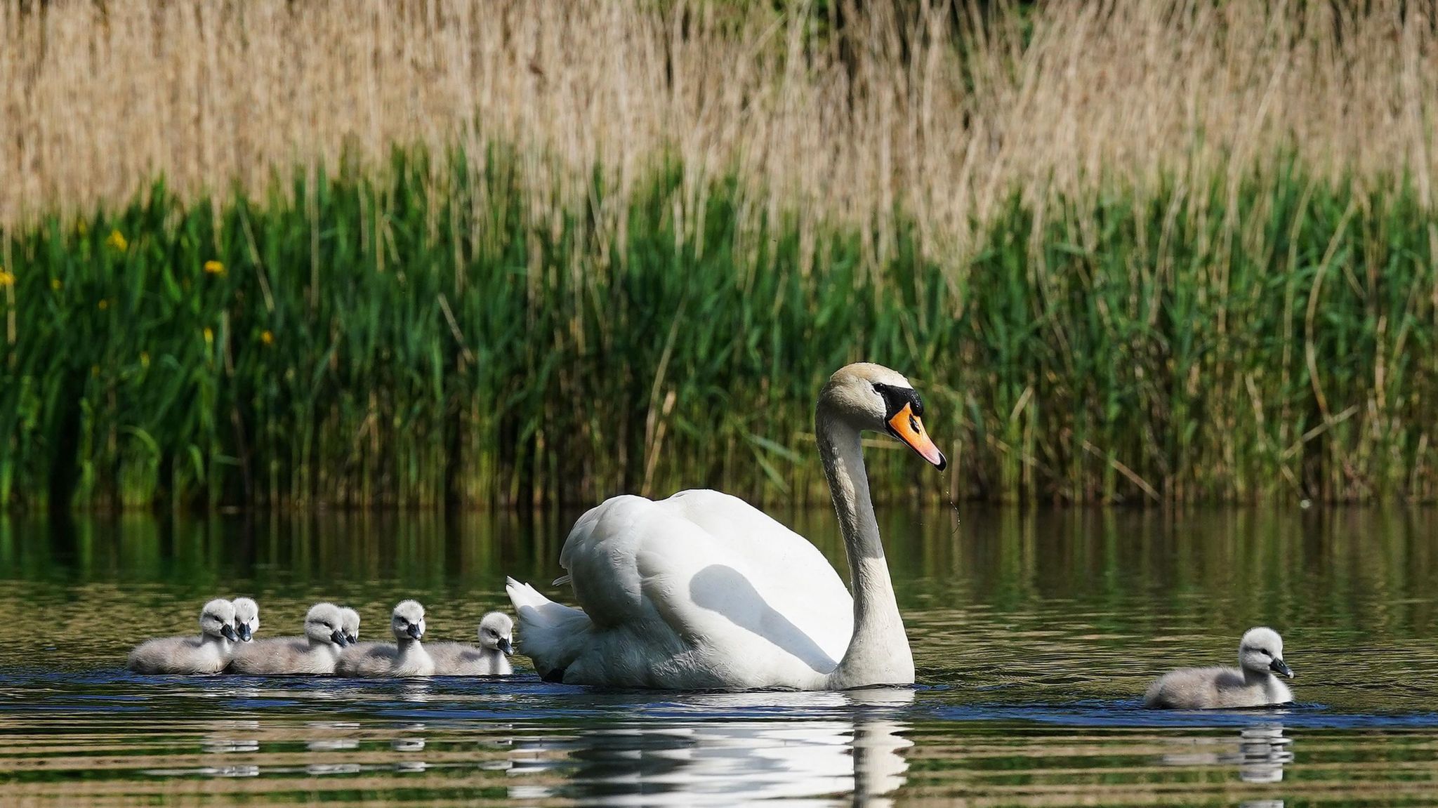 Swan and cygnets in a lake 