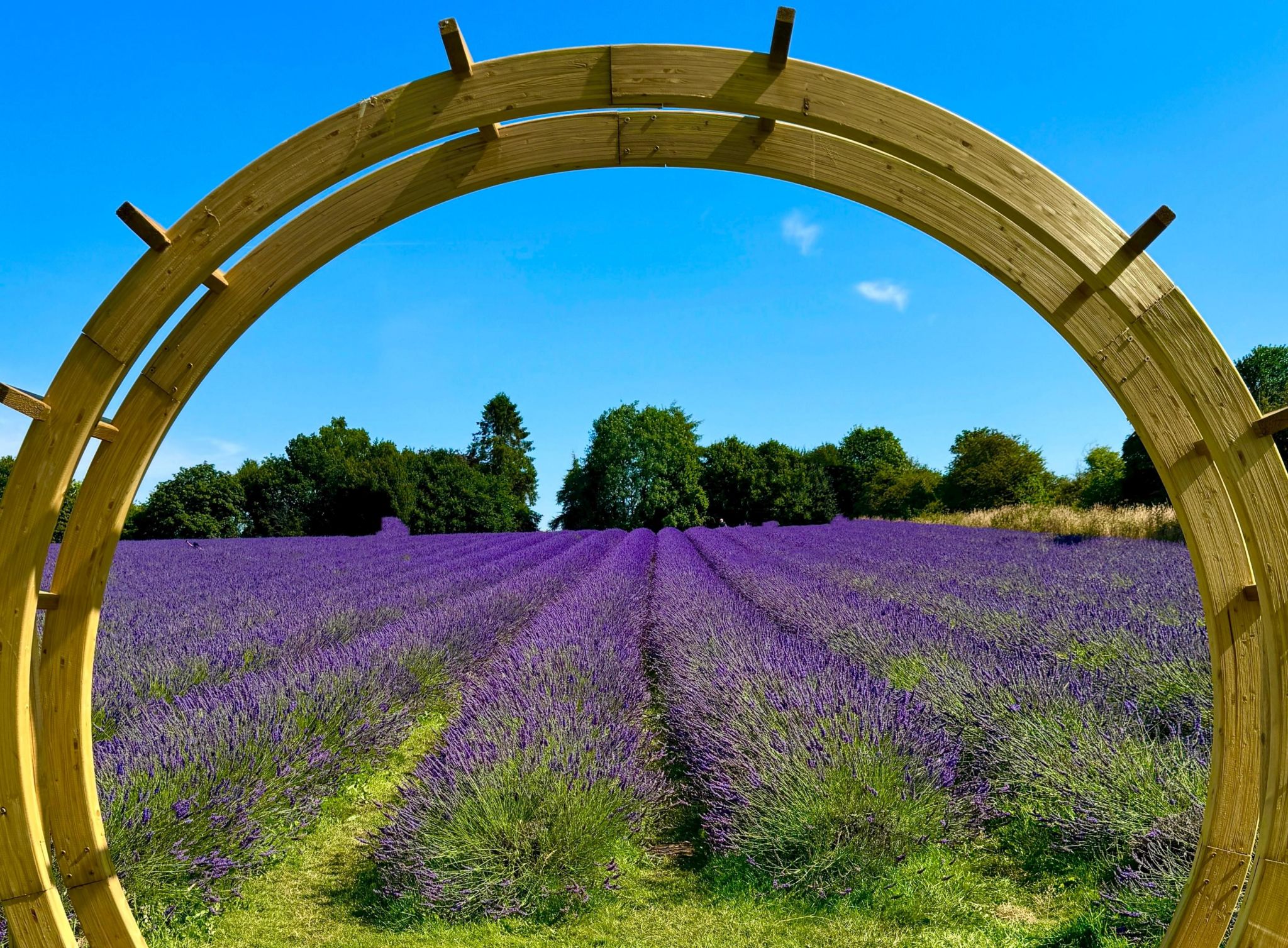 Purple flowers stretch into the distance in a field in Bubbenhall, framed by a wooden sculpture near the photographer