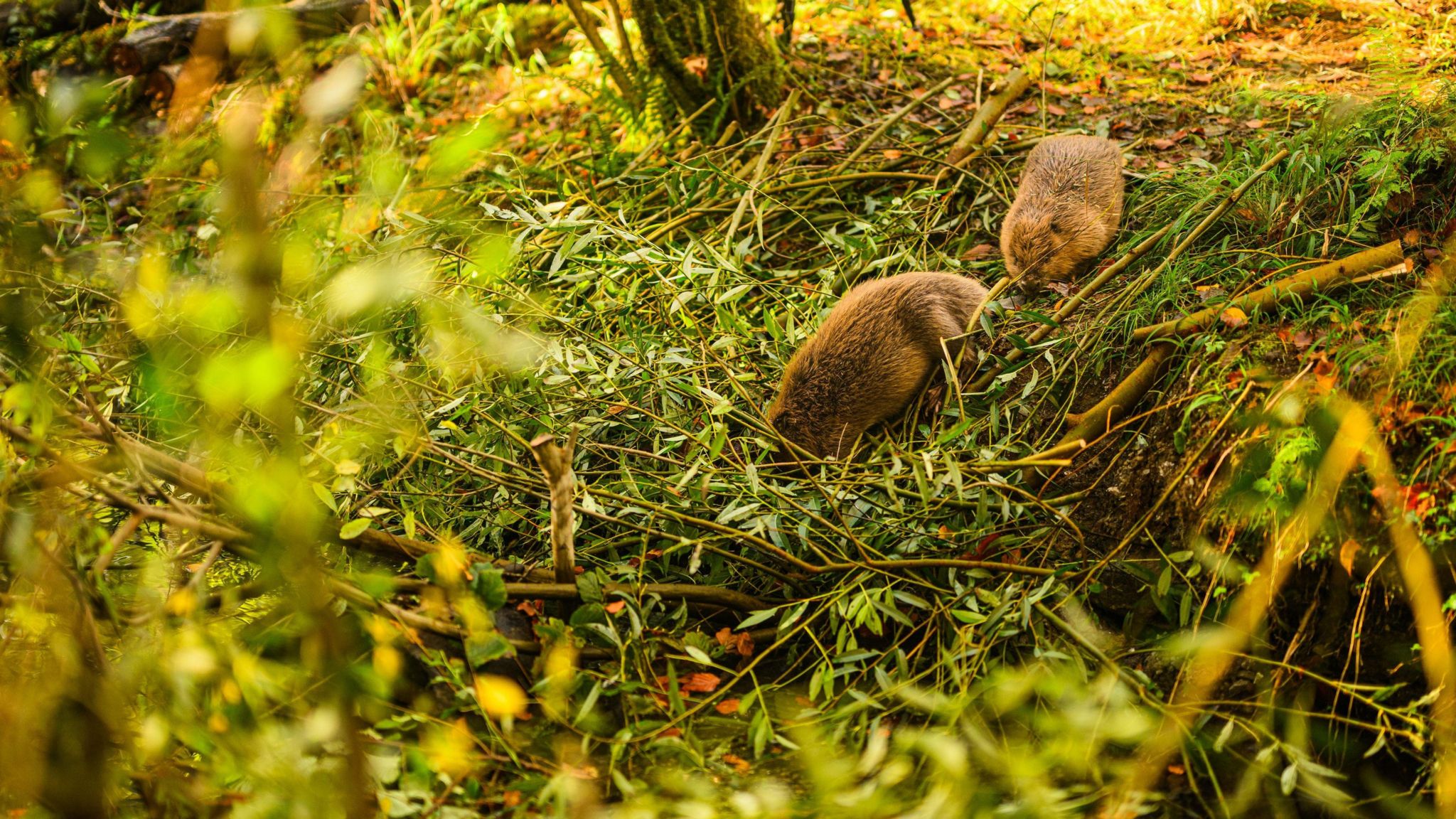 Two beavers in Plymouth