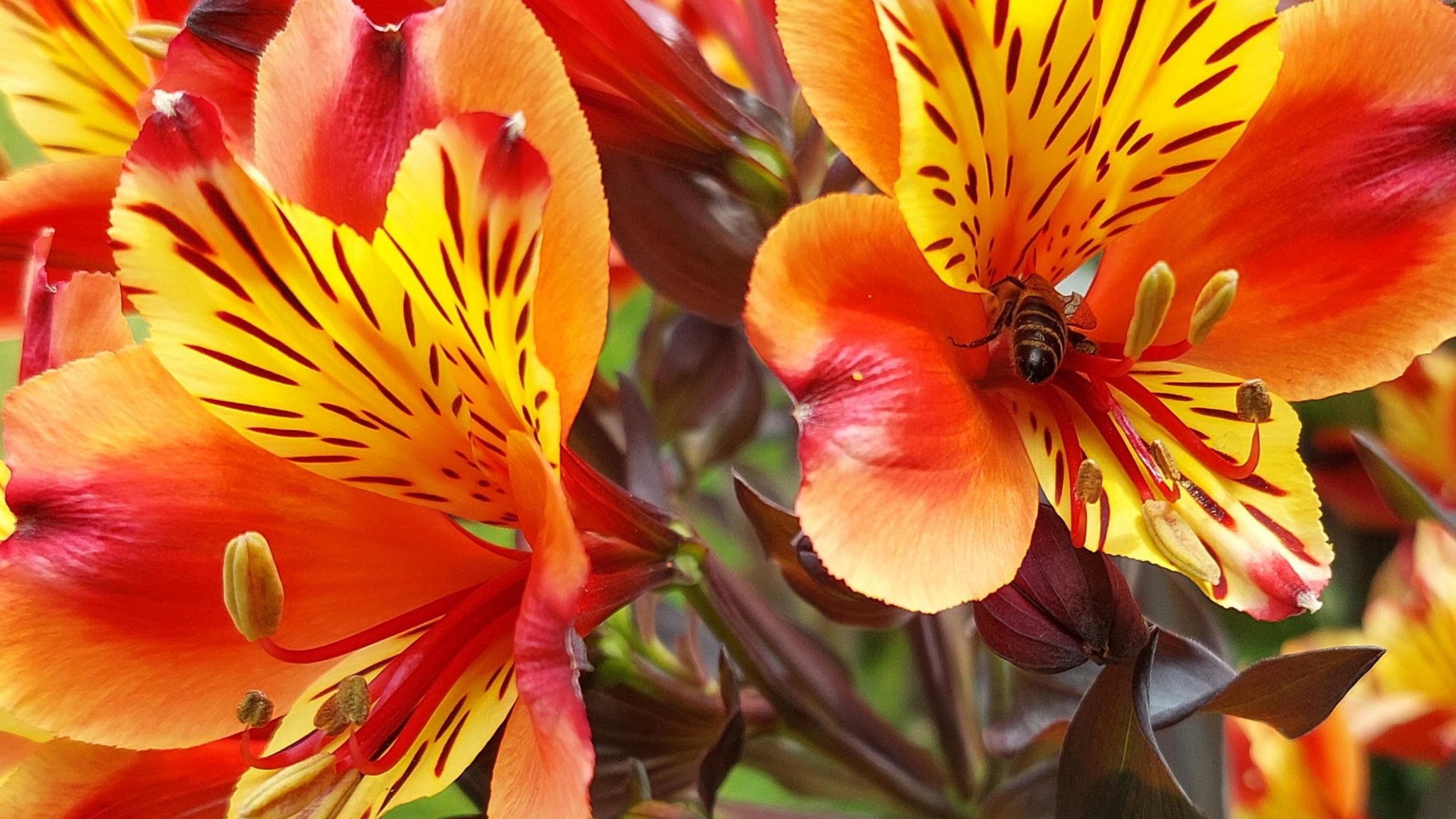 A close-up of orange, yellow and red flowers with striking red flecks on some yellow petals and a prominent red stamen.