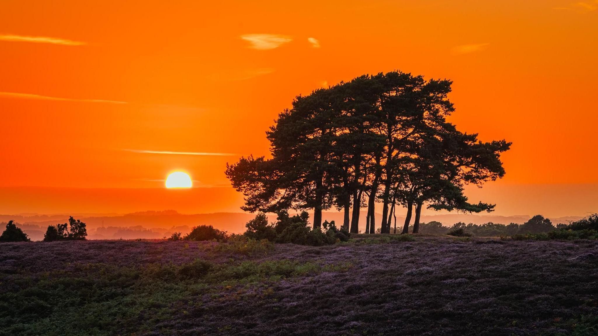 A bright orange sky dominates this image with a glowing sun appearing above the morning mist. A small copse of trees are silhouetted by the sun's rays whilst the ground is carpeted by heather