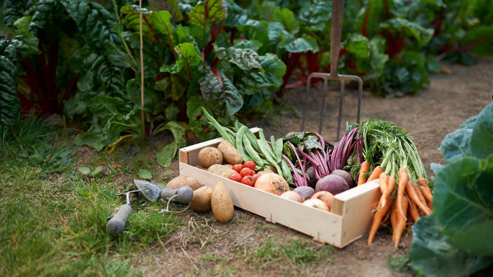 A box of vegetables at an allotment 