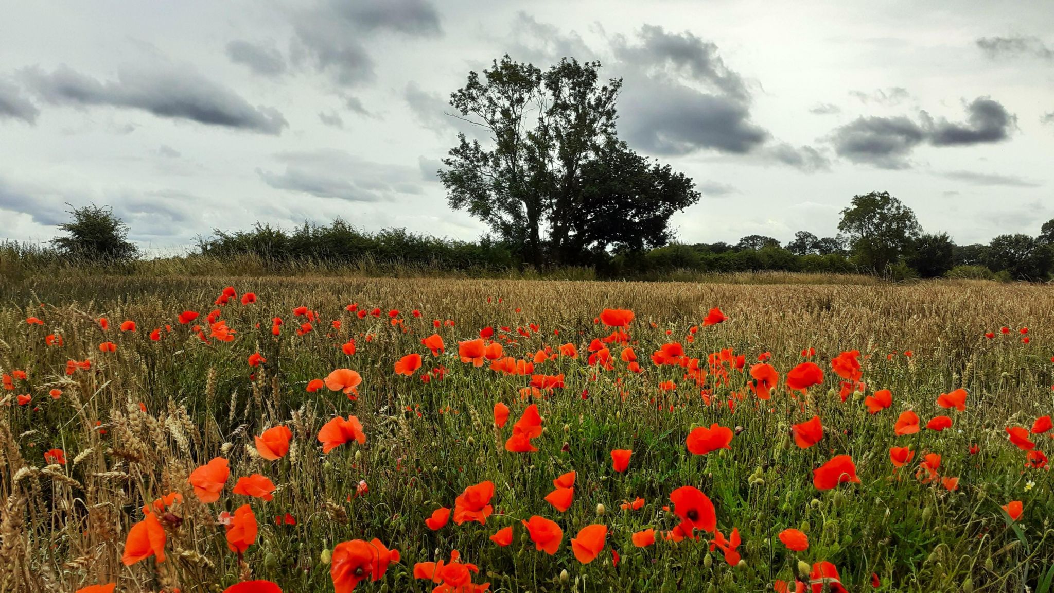 A field of bright red poppies with a hedgerow and taller trees in the background, set against a light grey sky with heavier clouds