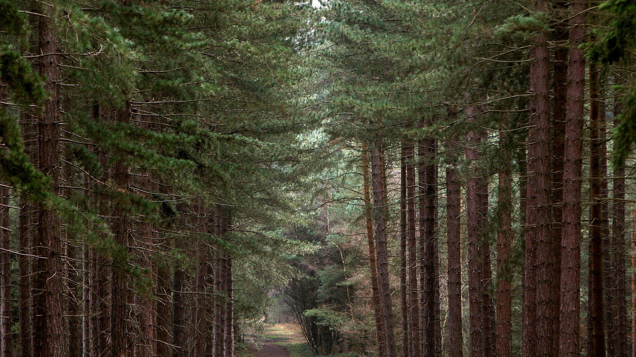 Image of forest in the UK