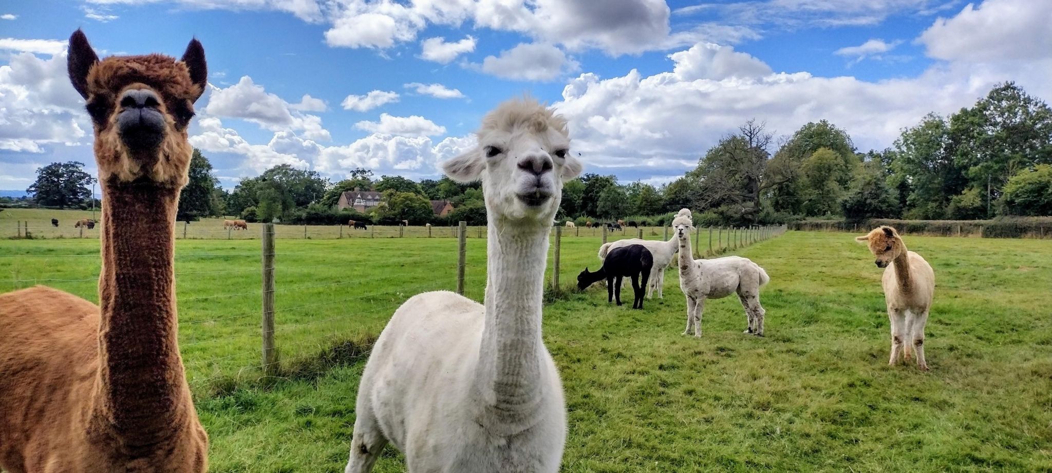 Two alpacas, one brown and one white, are in the foreground and looking at the camera in a field, fenced in with a wire-and-post fence. Four more alpacas of varying colours are visible further back.   