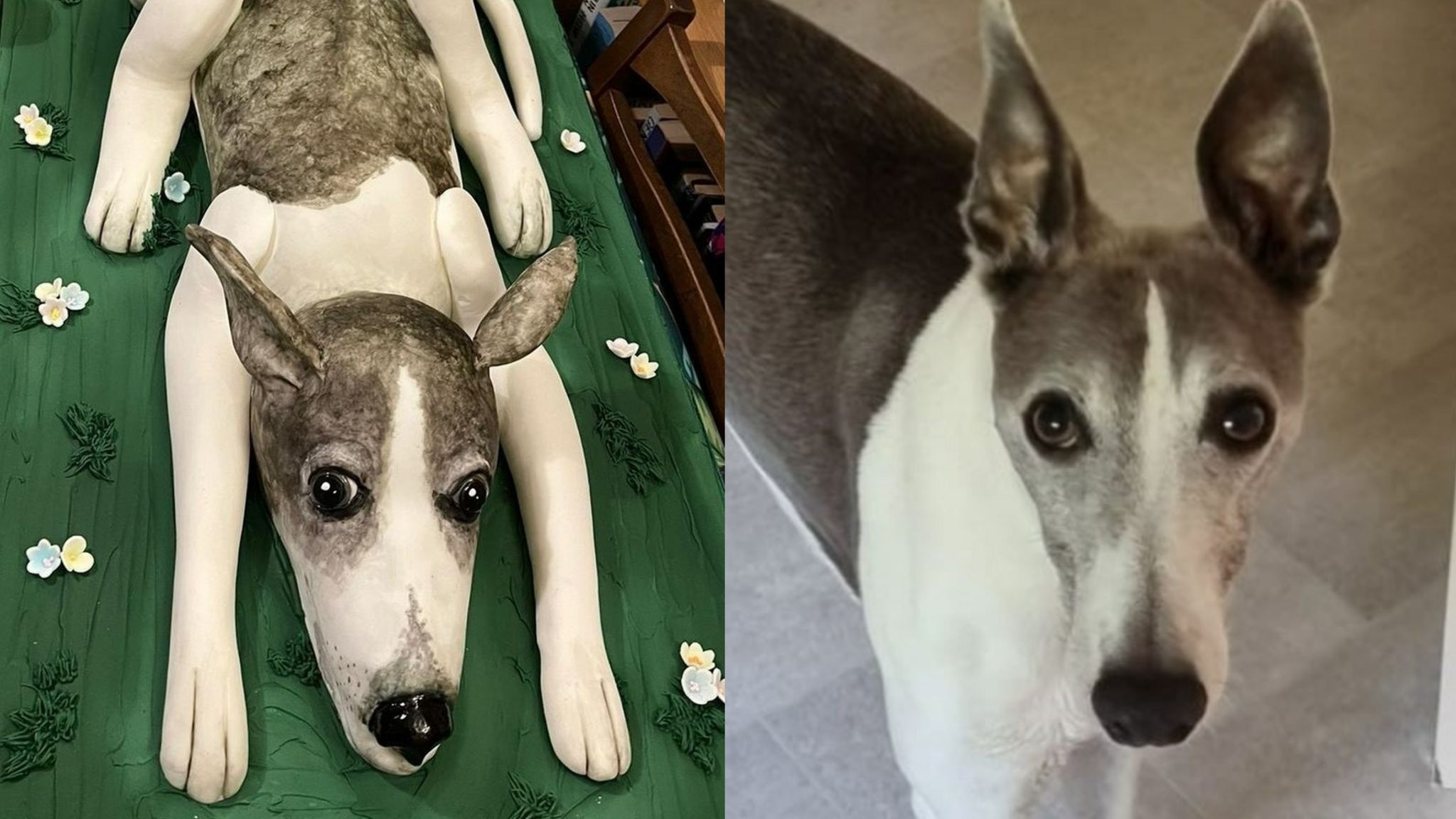 side-by-side pictures of the cake and the dog