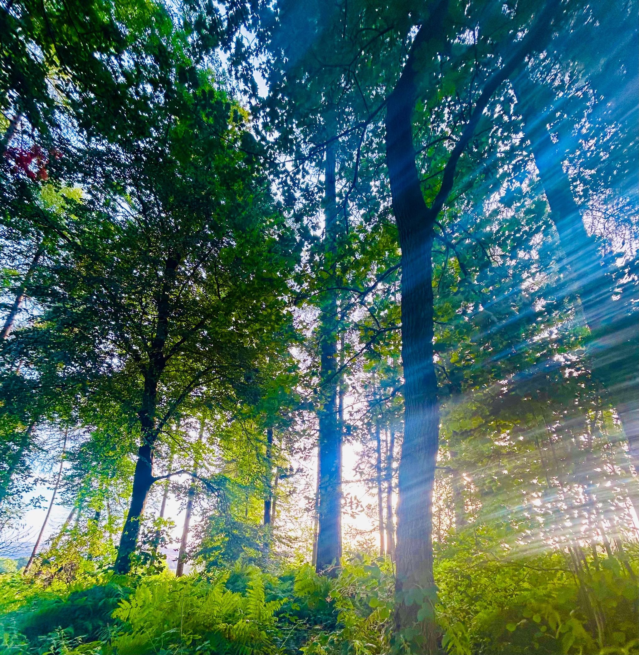 The sun shining through the trees in a woodland