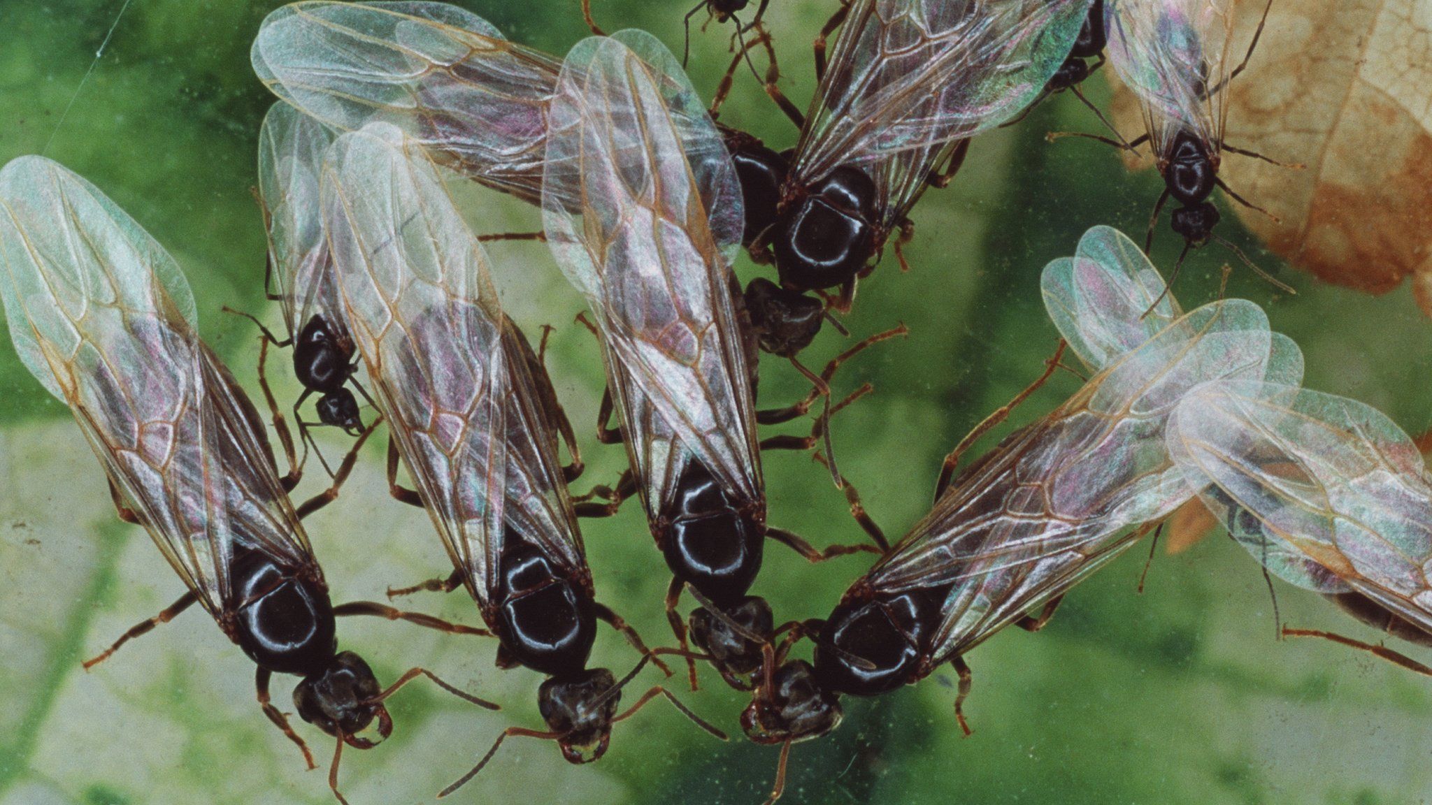 Flying Ants Swarms Appear On Weather Map As Rain Bbc News