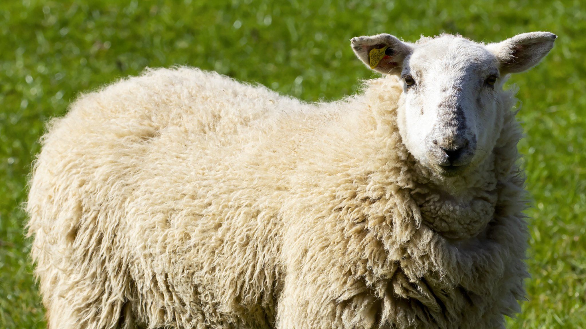 Sheep killed with hammer and stolen at Middleton, Suffolk - BBC News