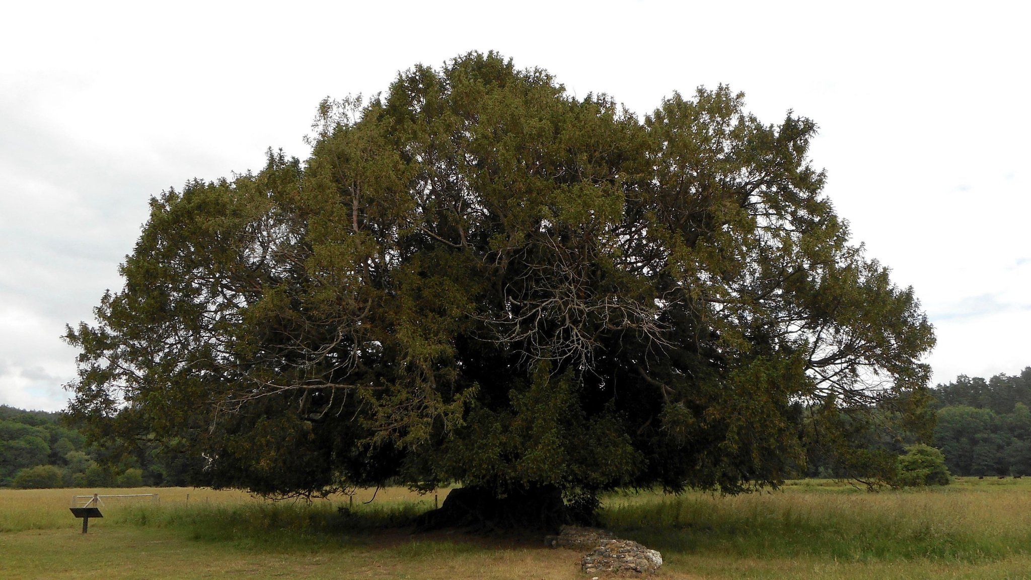 The Waverley Abbey Yew Tree has been named the tree of the year