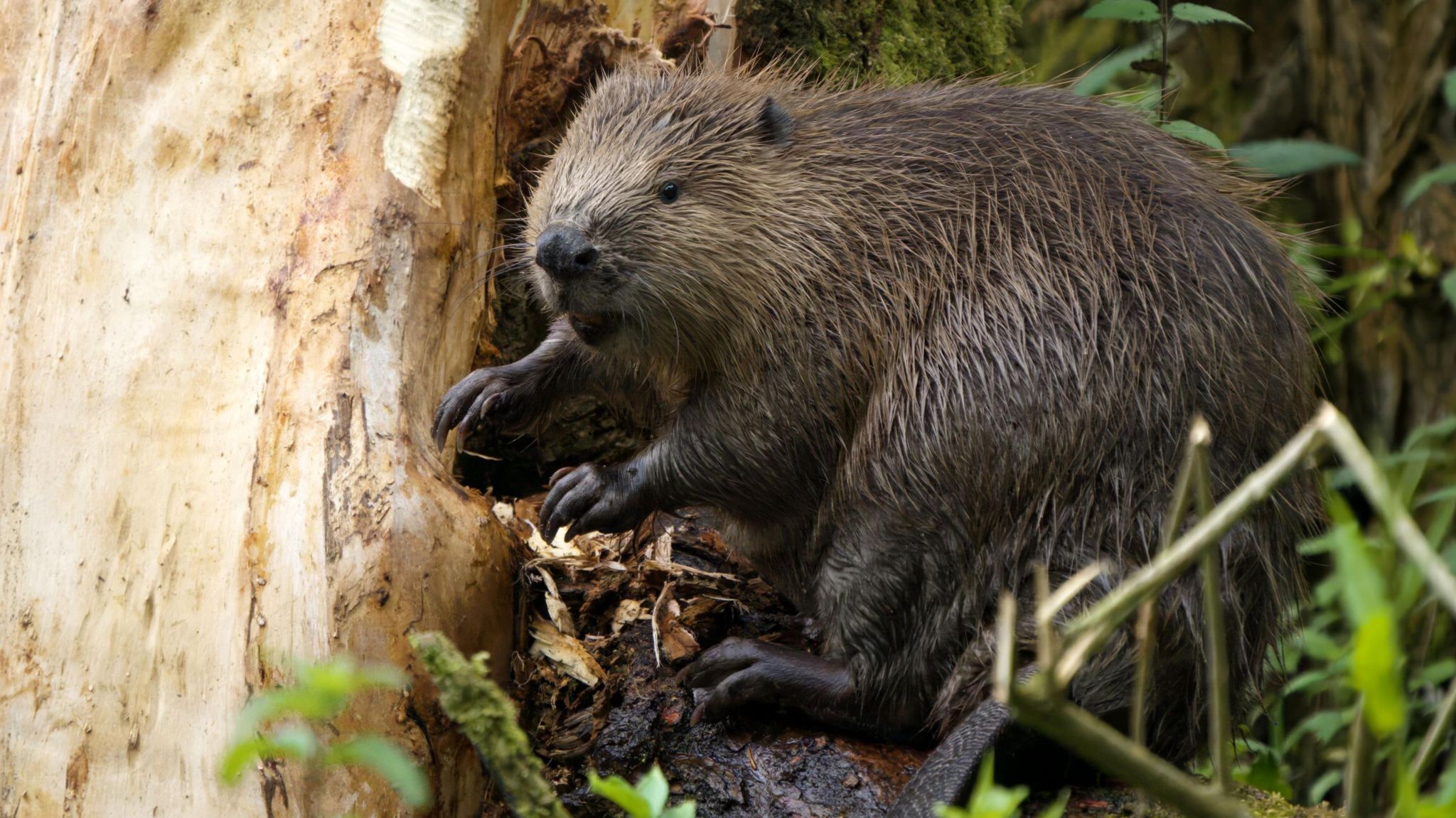 A beaver sat near a tree with grass, mud and leaves near them