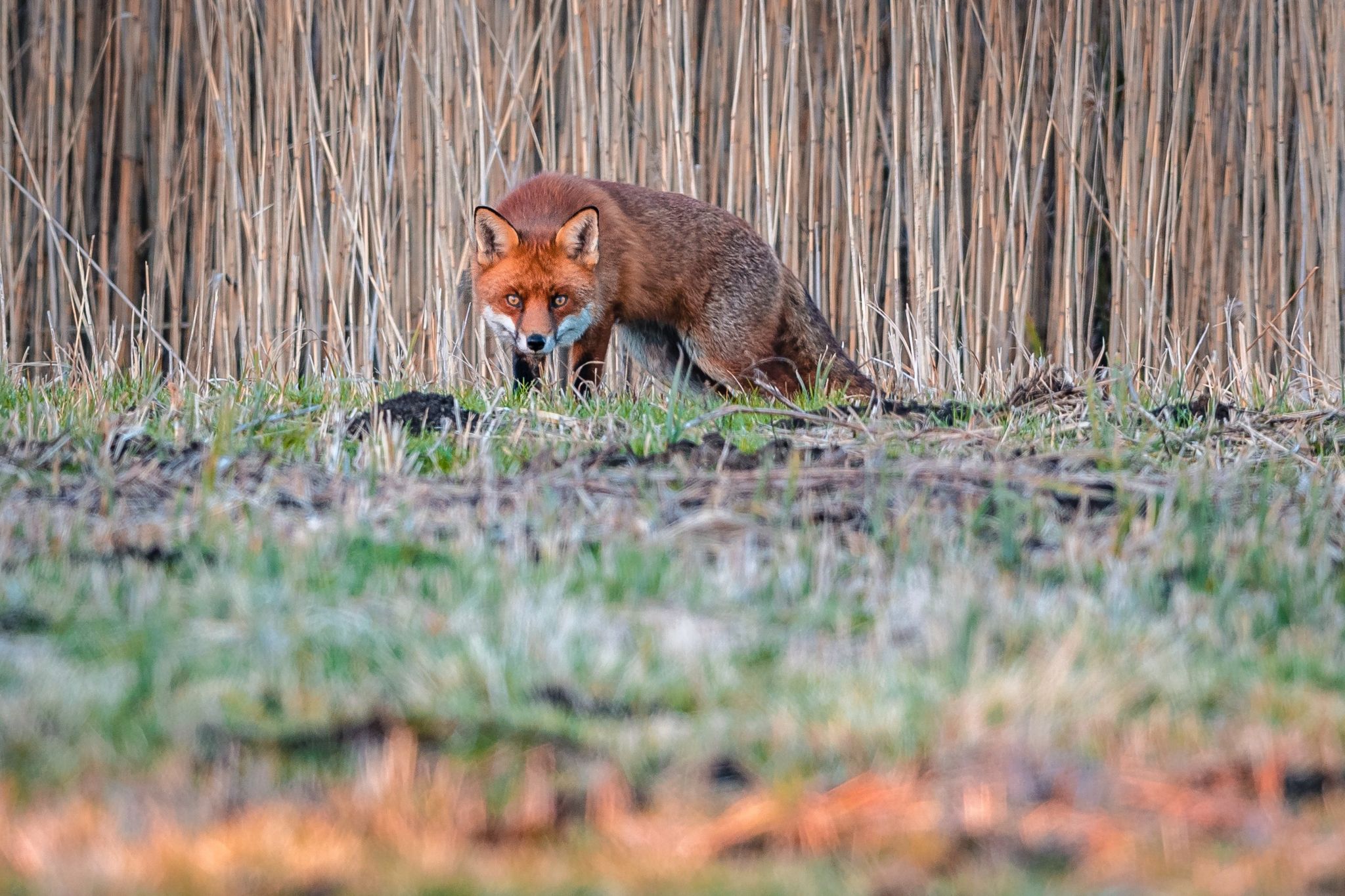 A fox at Farmoor nature reserve