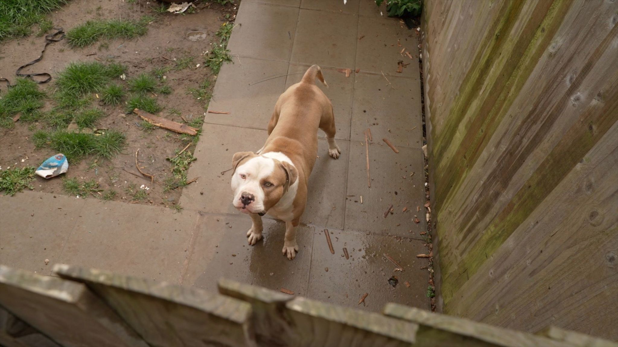 Abandoned XL bully in a garden