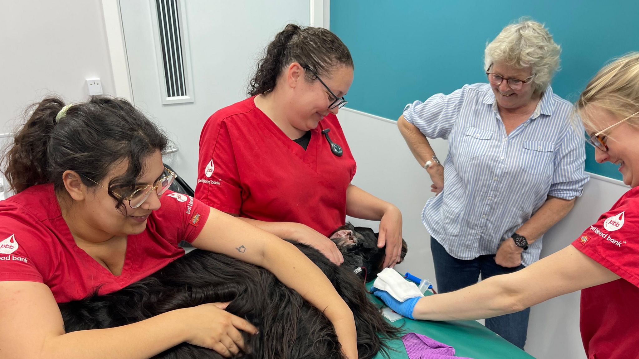 Three women with red tops and a woman in a stripey shirt surrouding a dark-furred sleeping dog lying on a green table donating blood