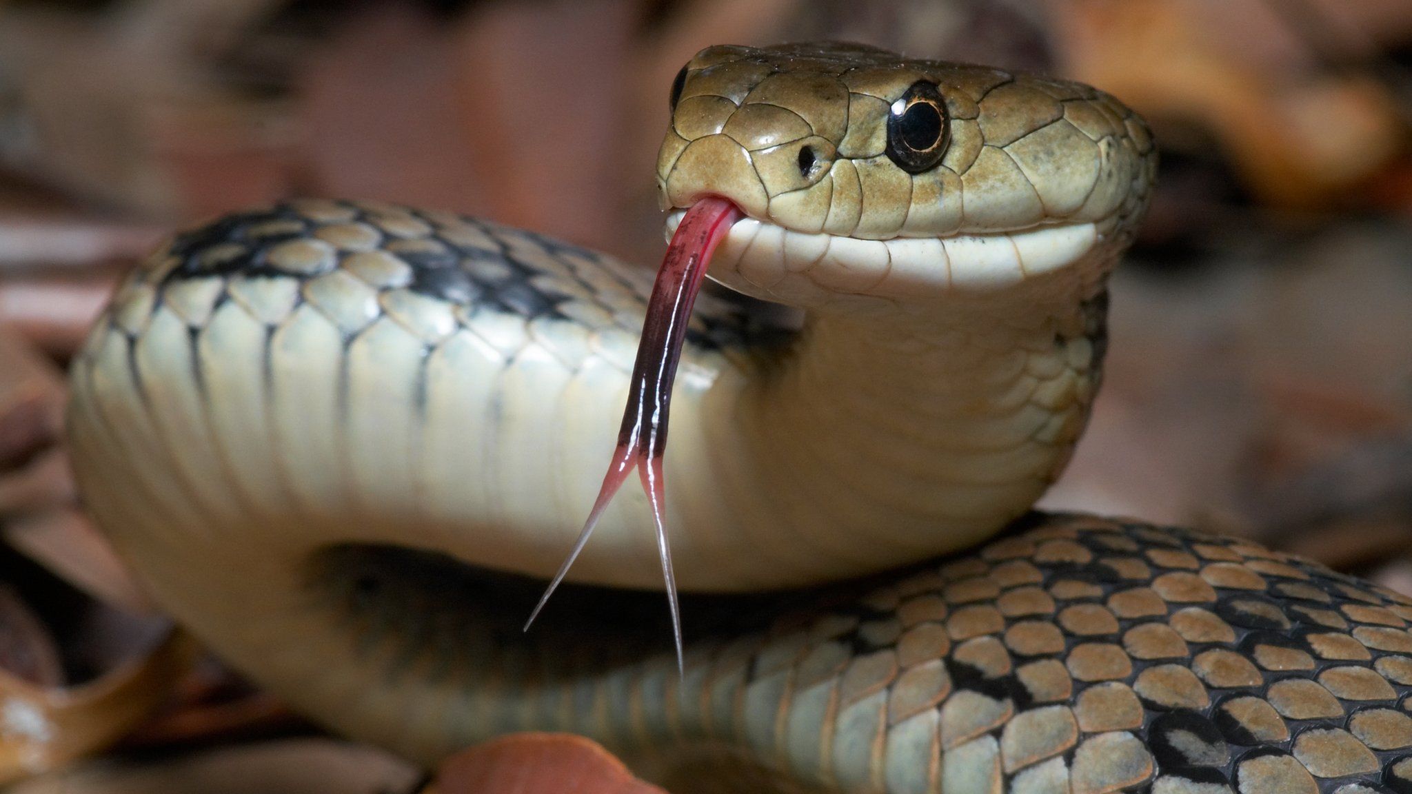 A venomous Australian Rough Scaled snake