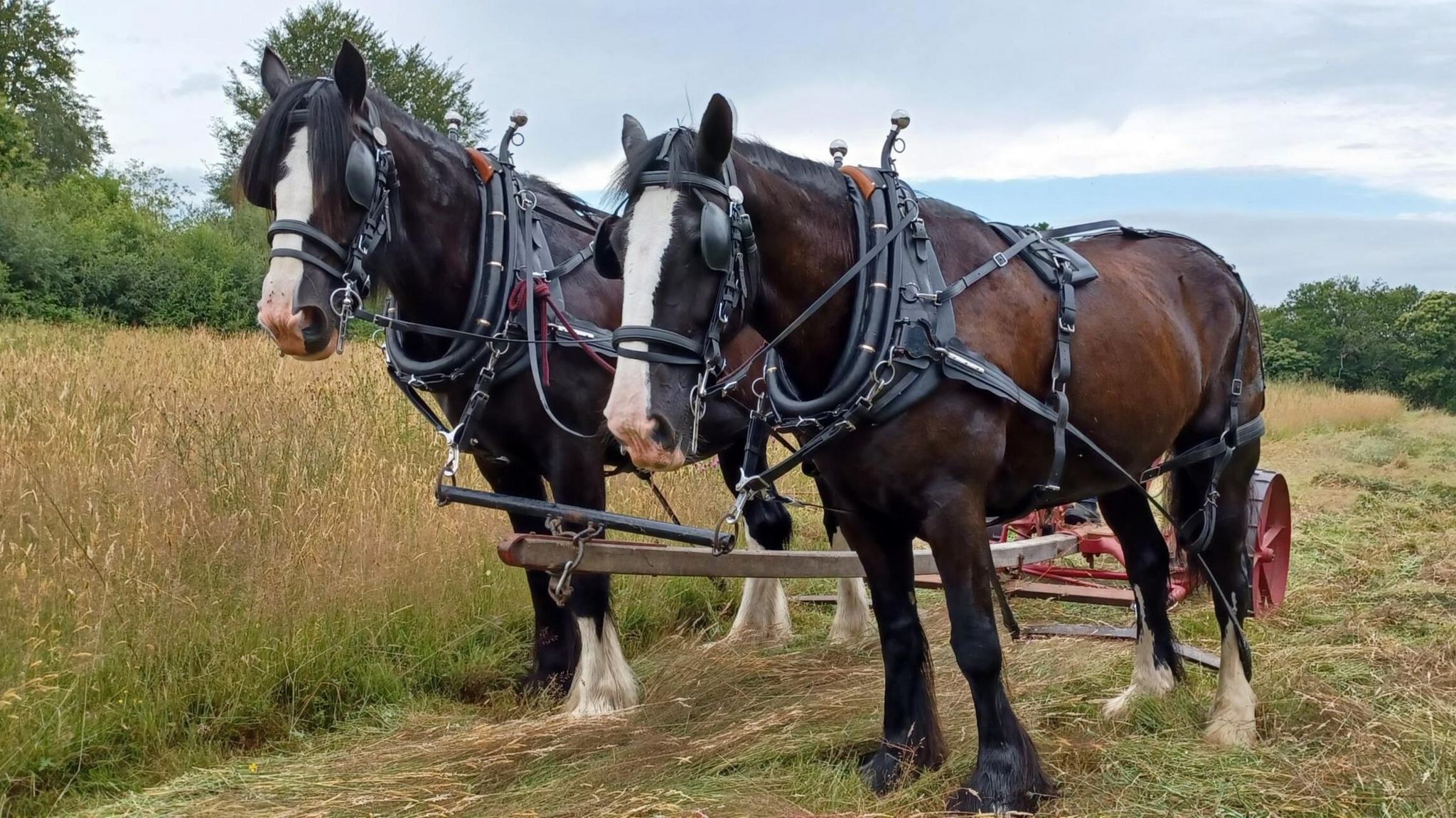 Two large horses pull a red carriage.