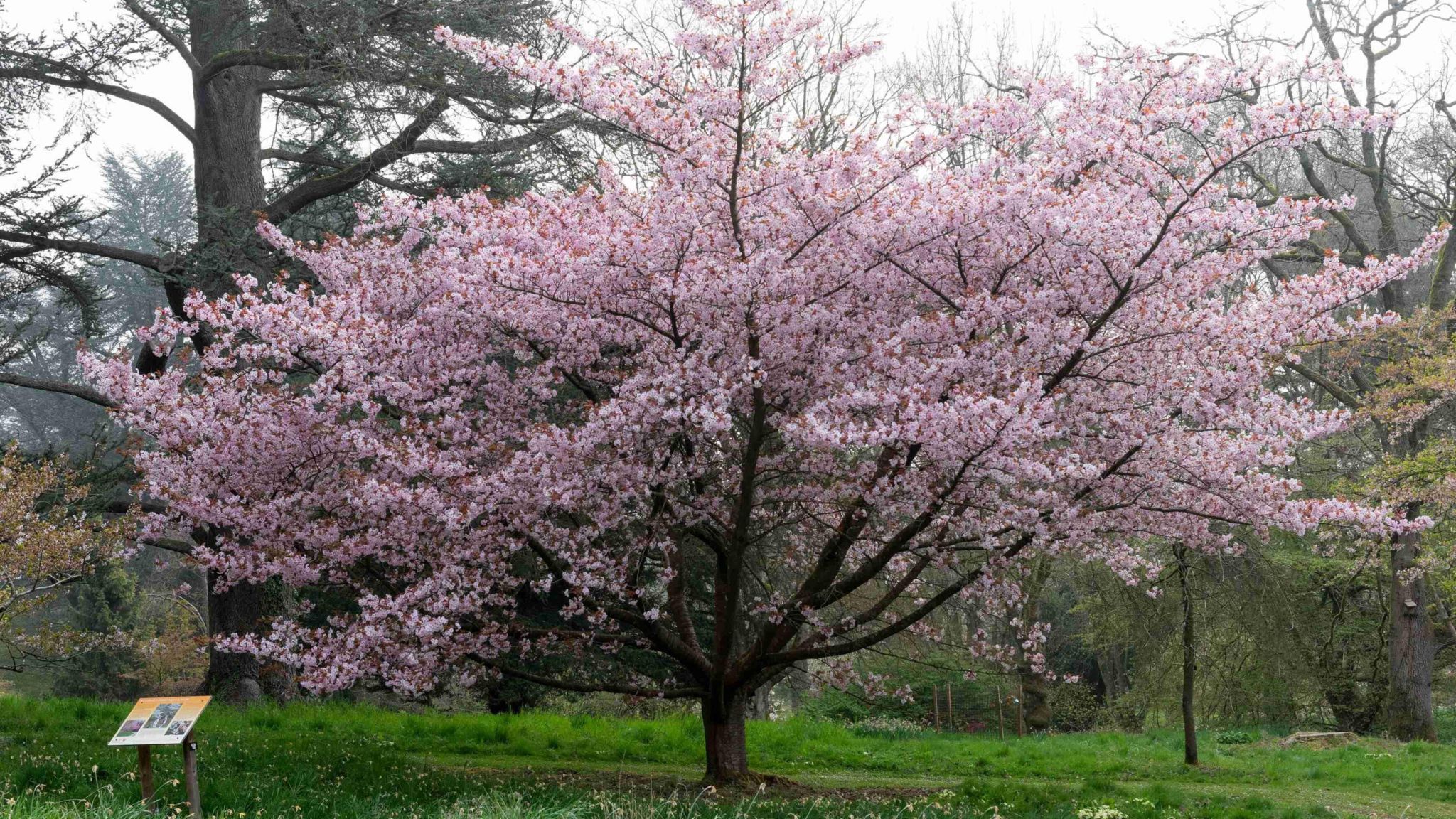 Japanese blossom tree at Batsford Arboretum