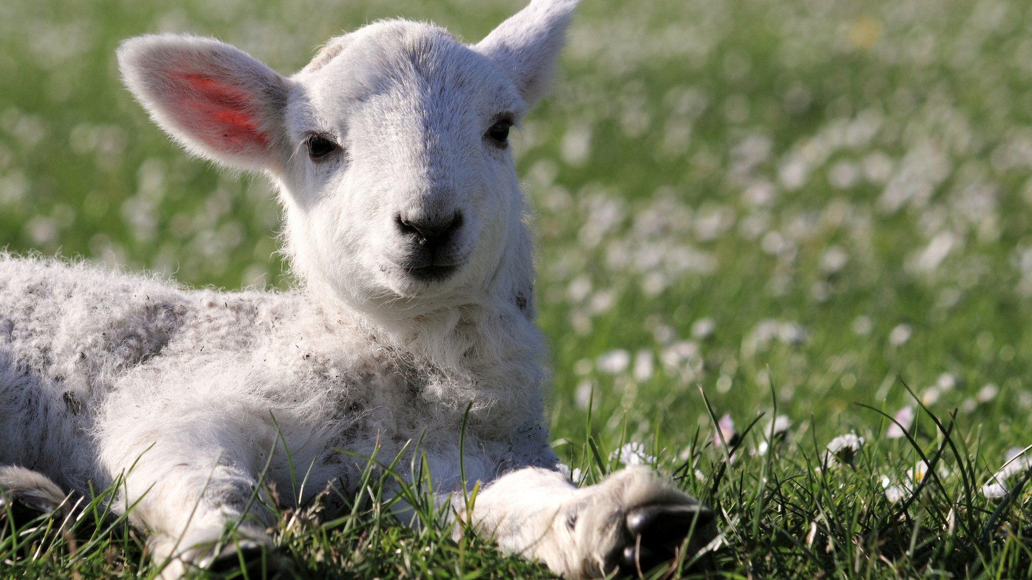 Spring lamb