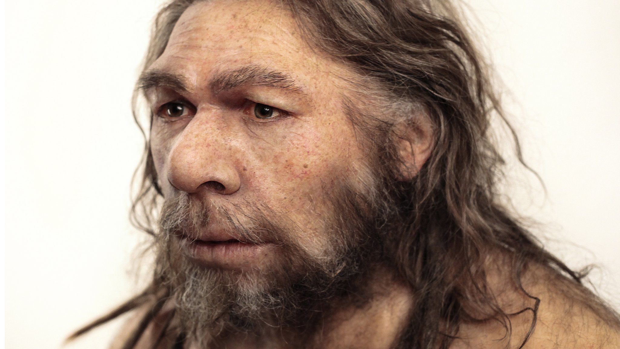 Reconstruction of a Neanderthal (Homo neanderthalensis) based on the La Chapelle-aux-Saints fossils