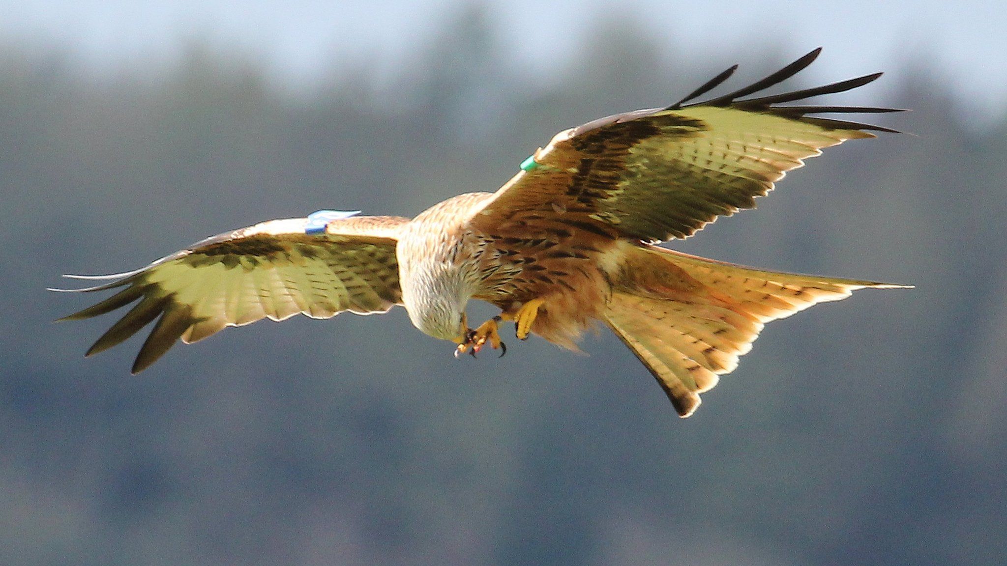 Red kite