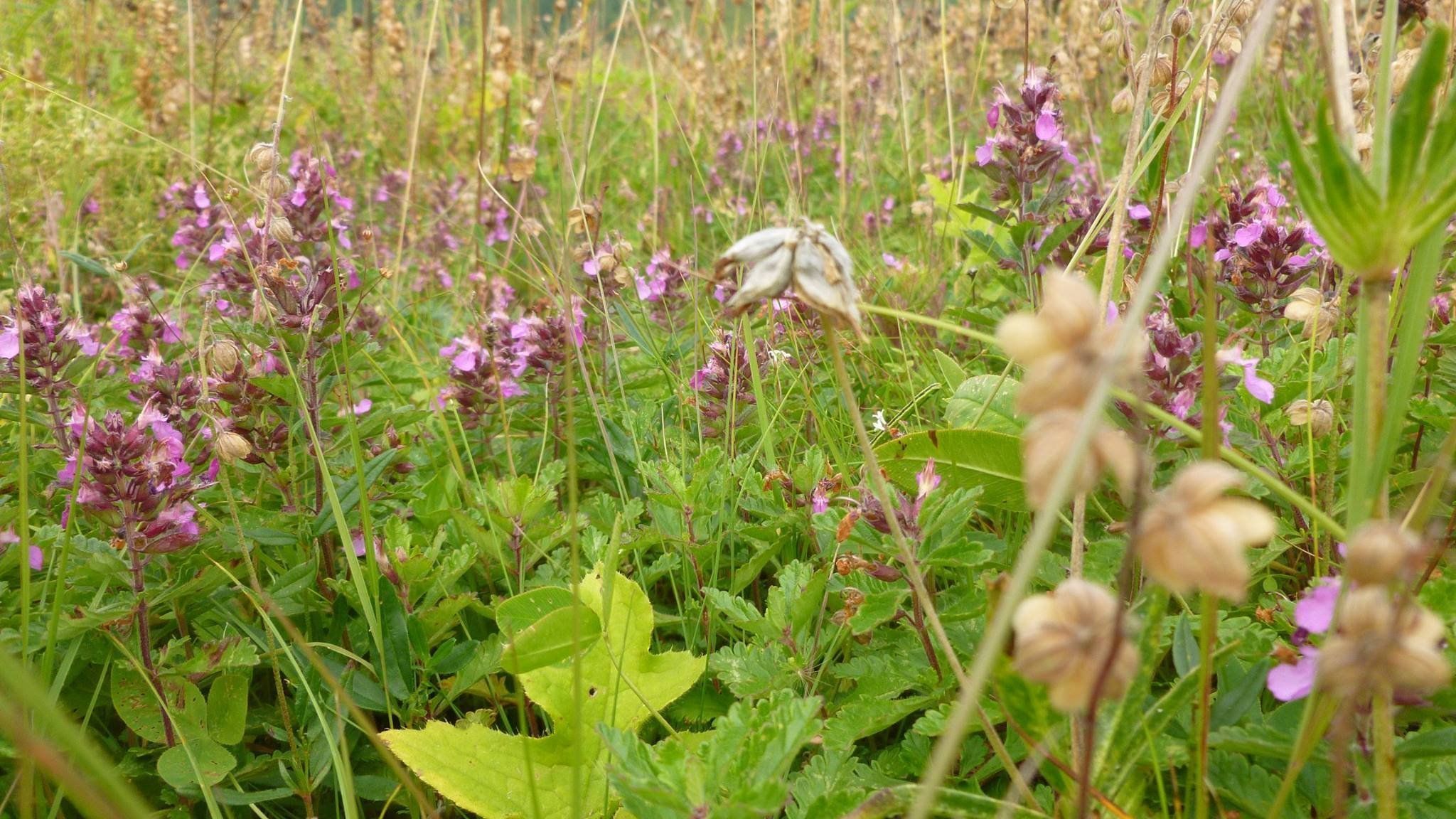 Meadow
