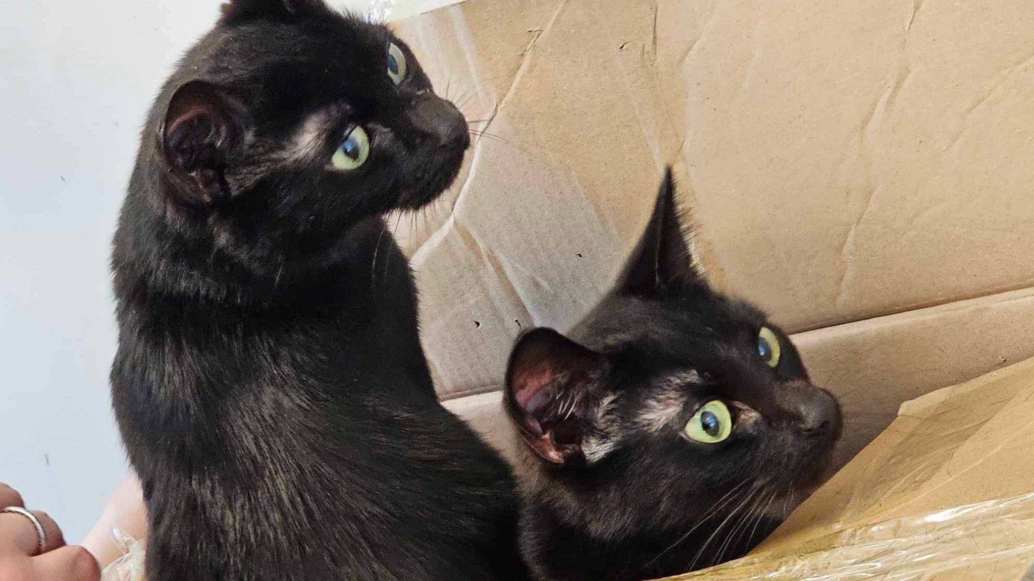 Sealed cardboard box of cats found dumped