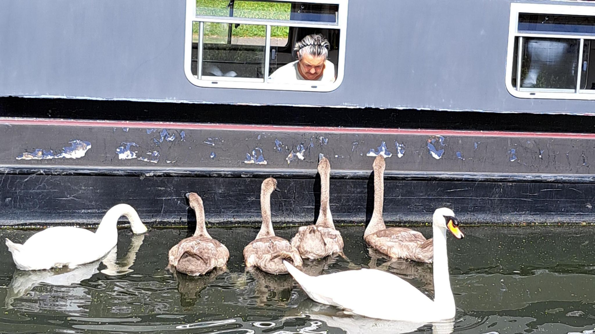 A woman looks down at swans from the window of a narrowboat on a canal