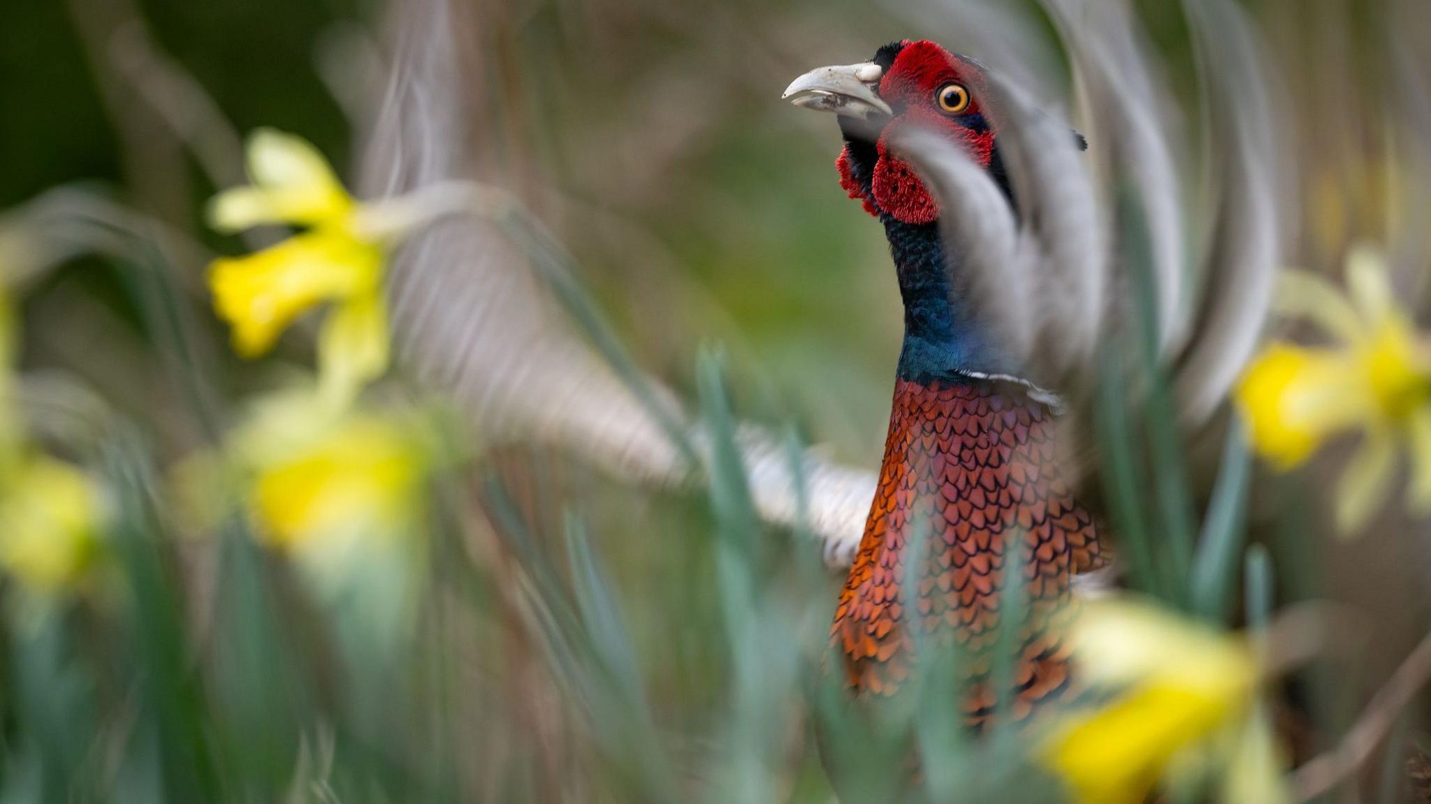 A photograph of a pheasant surrounded by daffodils