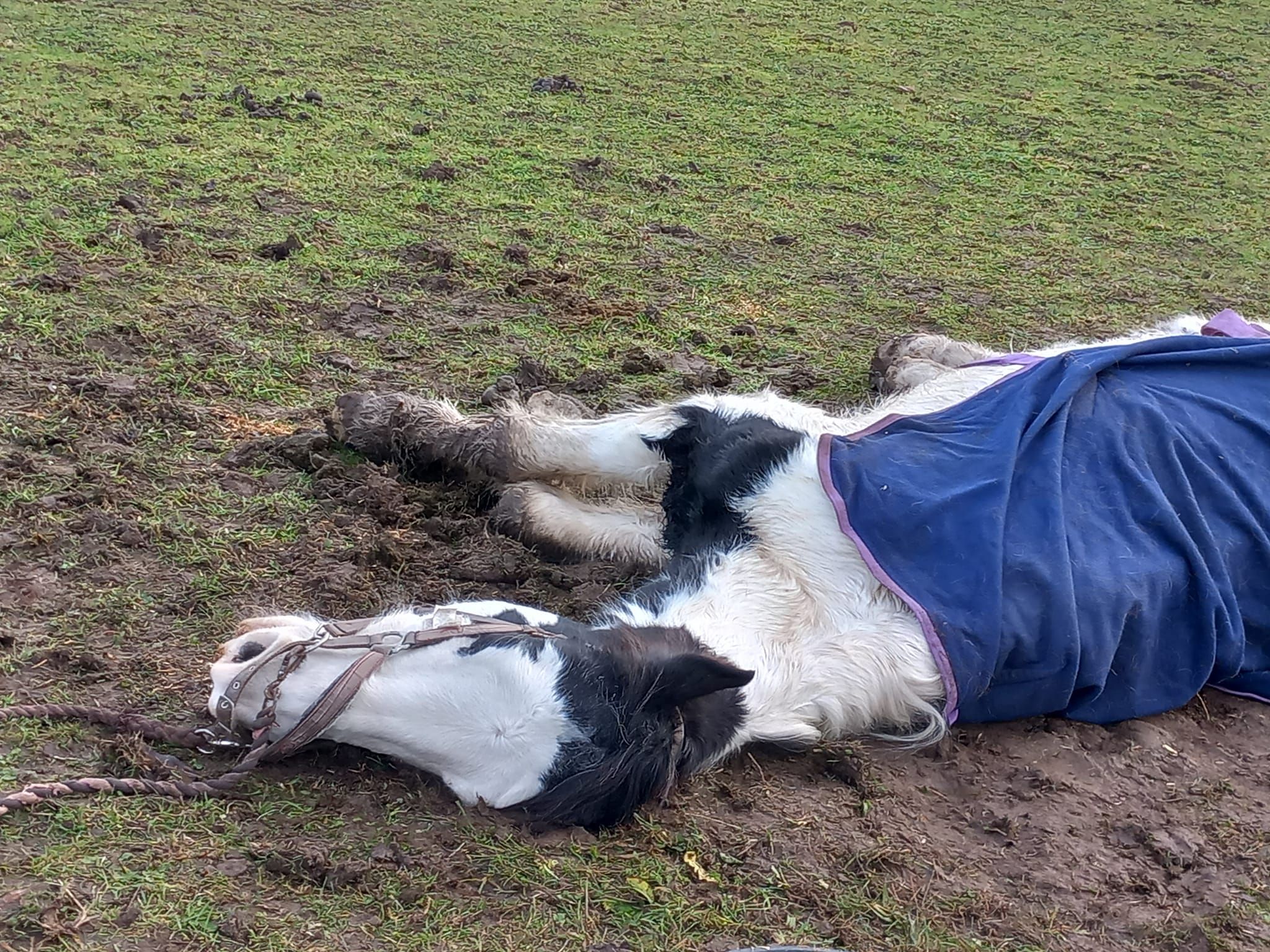 Murphy a horse, alive on his side