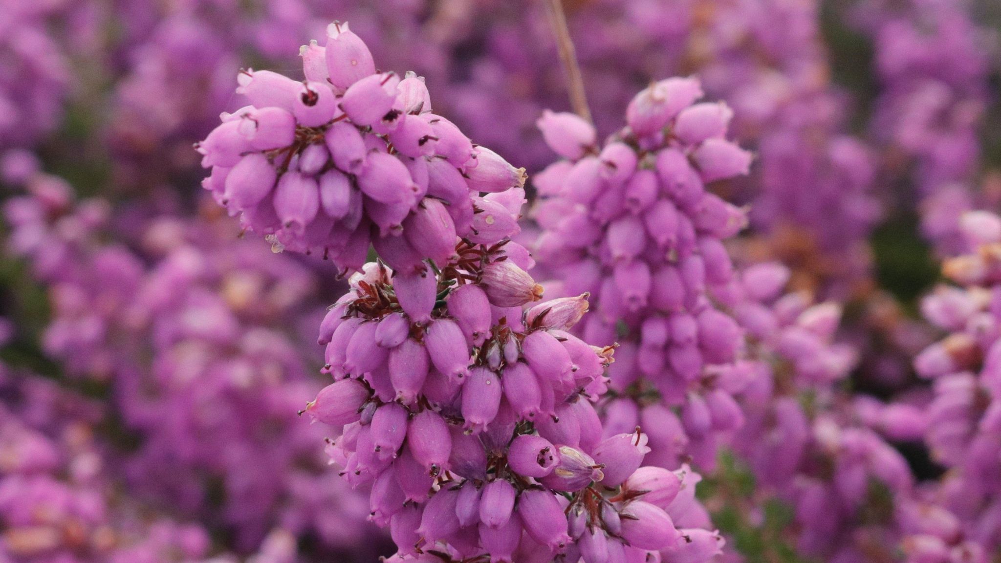 A close-up view of a blooming bell heather showing the purple flowers